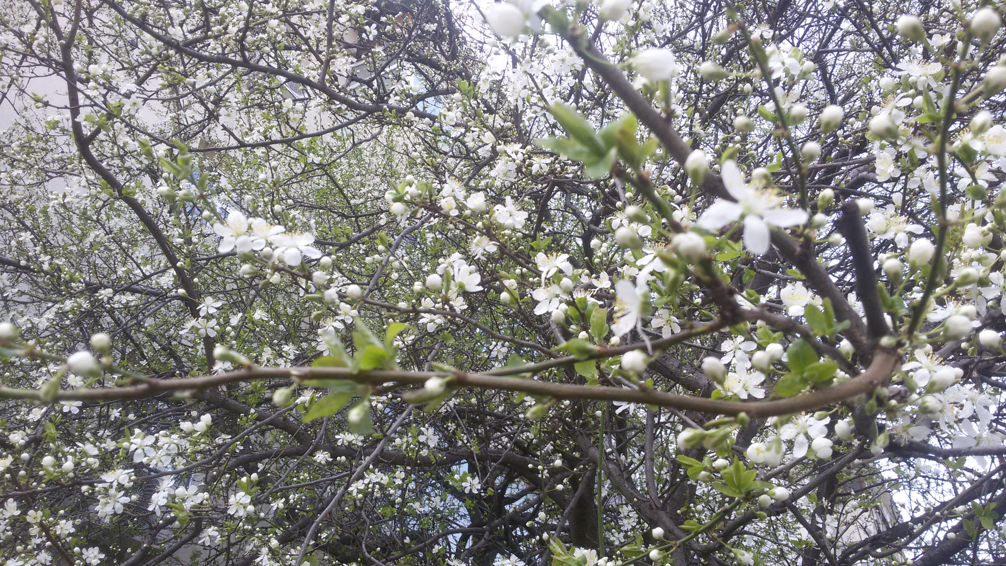 Samsung Galaxy S3 Neo sample photo. Flowers photography