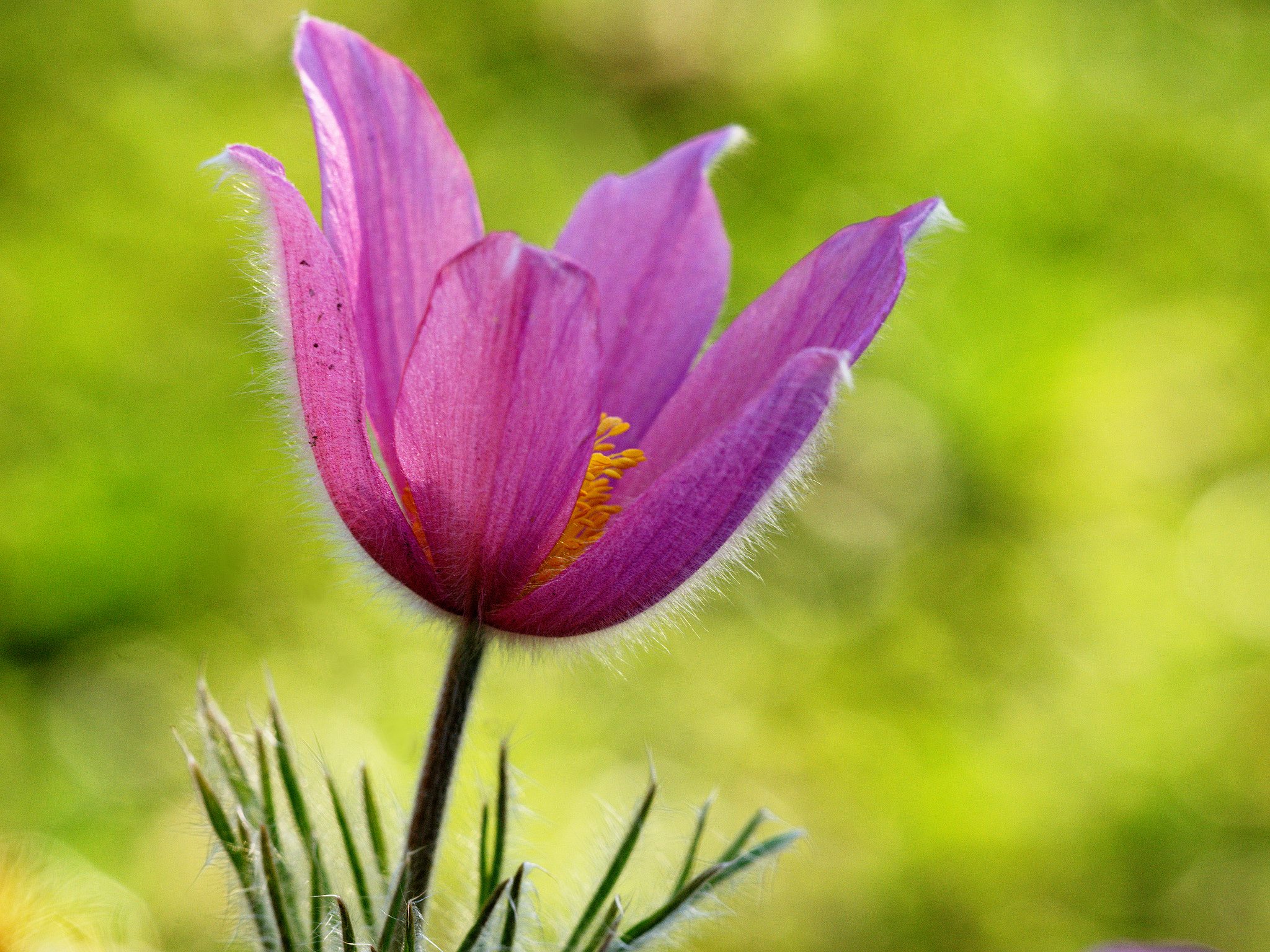 Sigma 150mm F2.8 EX DG Macro HSM sample photo. Spring is here photography