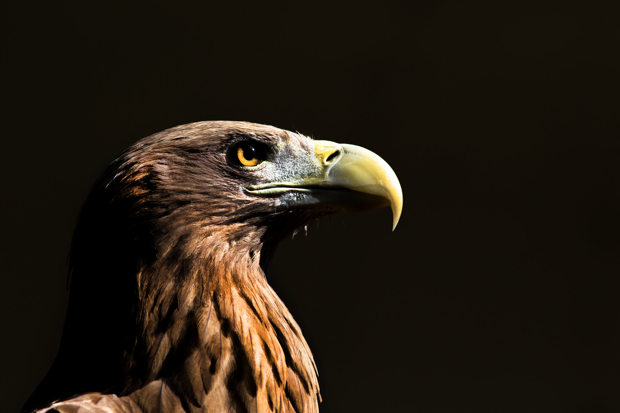 Canon EF 200mm F2.8L II USM sample photo. Adler portrait photography