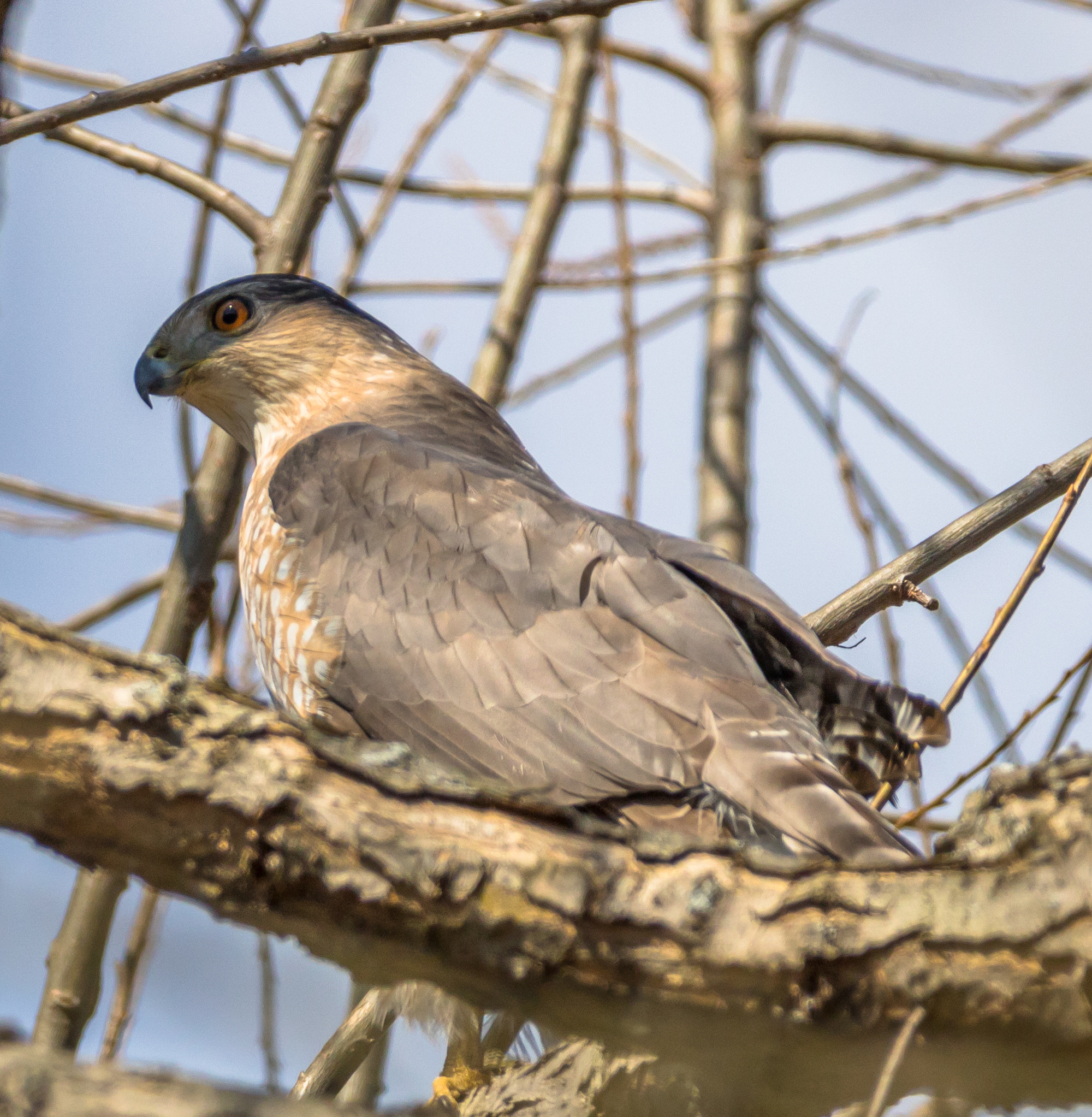 150-600mm F5-6.3 DG OS HSM | Contemporary 015 sample photo. Cooper's hawk in a tree photography