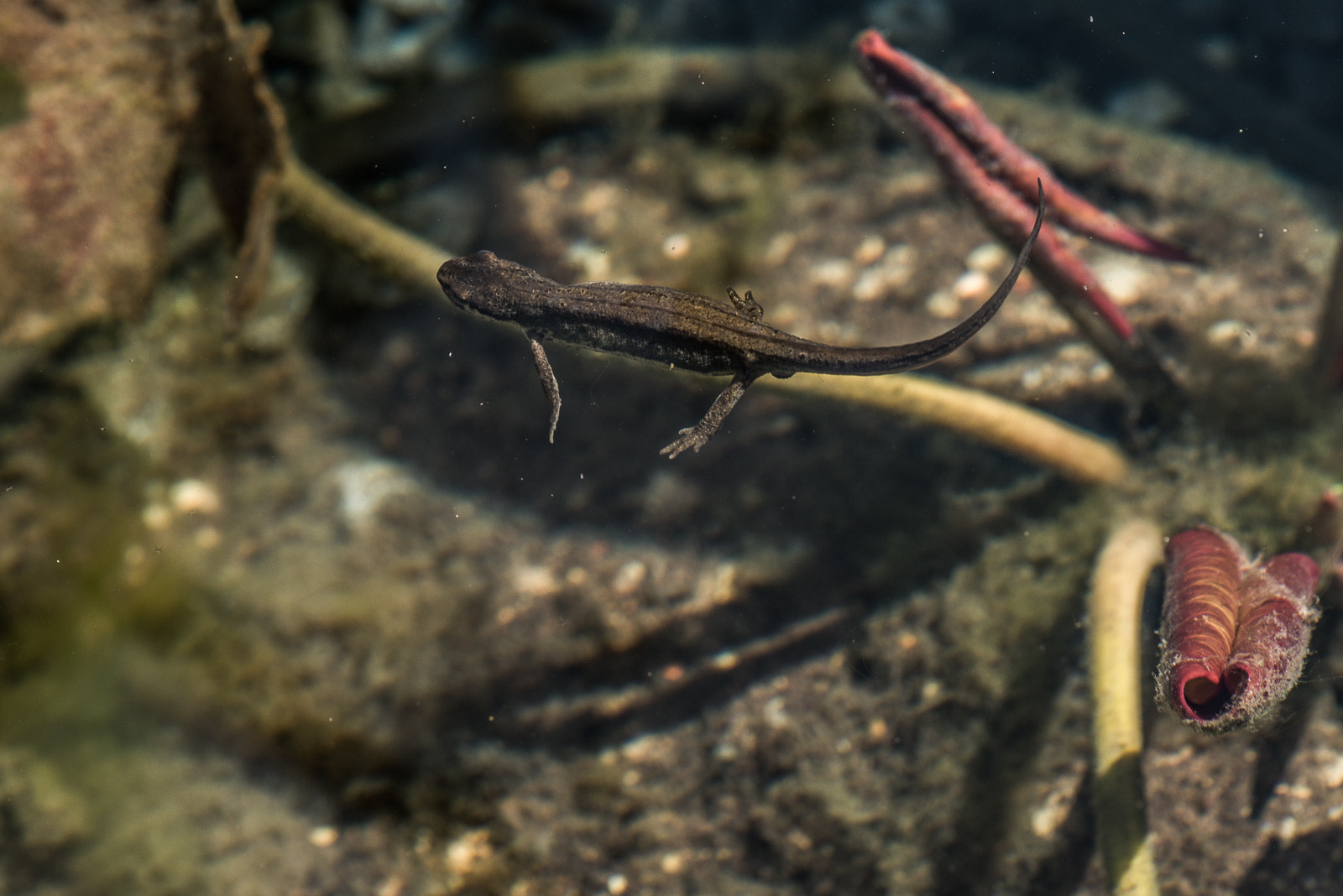 Nikon AF-S Micro-Nikkor 105mm F2.8G IF-ED VR sample photo. Salamander in pond photography