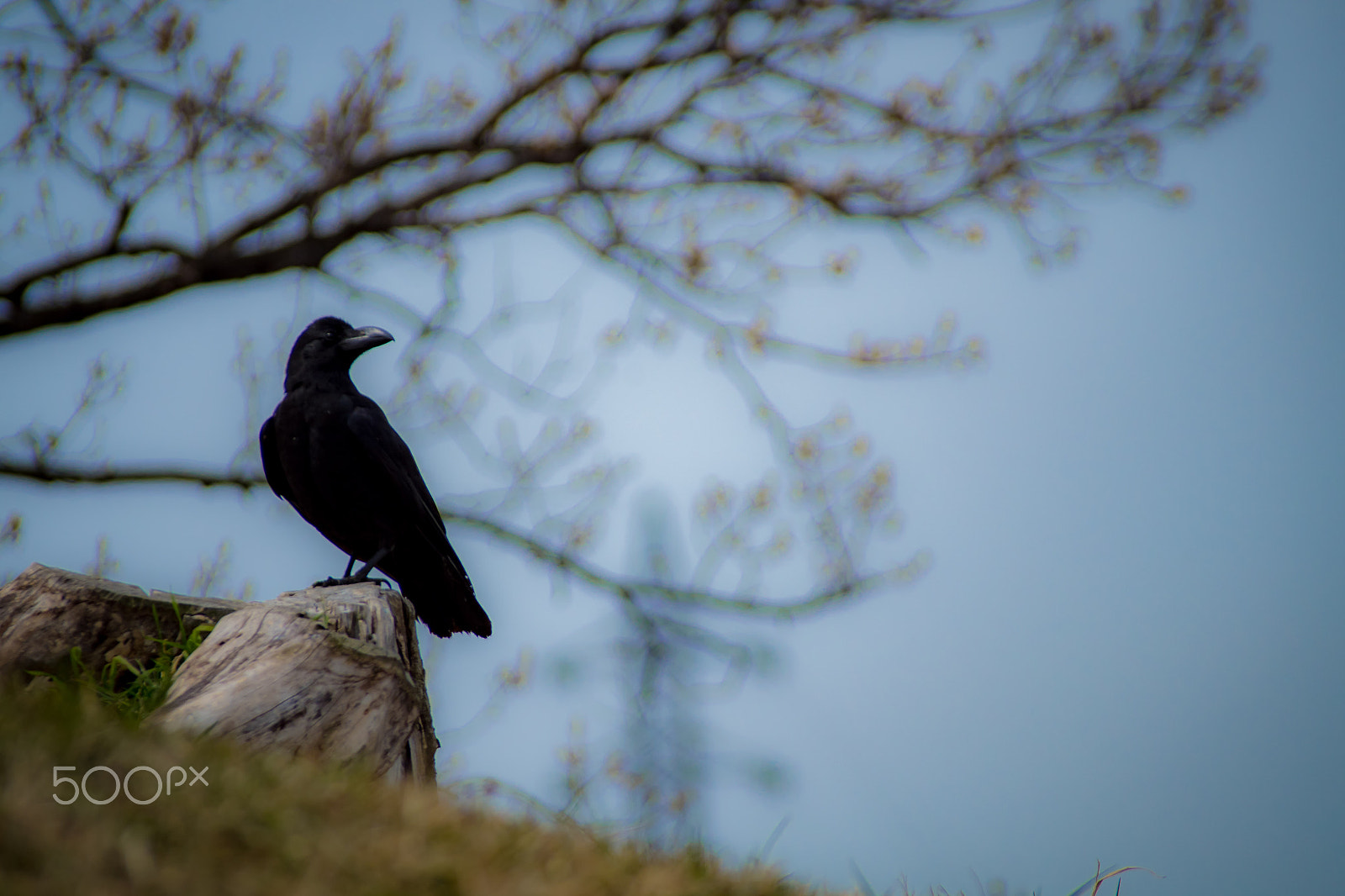 Pentax K-S2 + Sigma sample photo. Crow photography