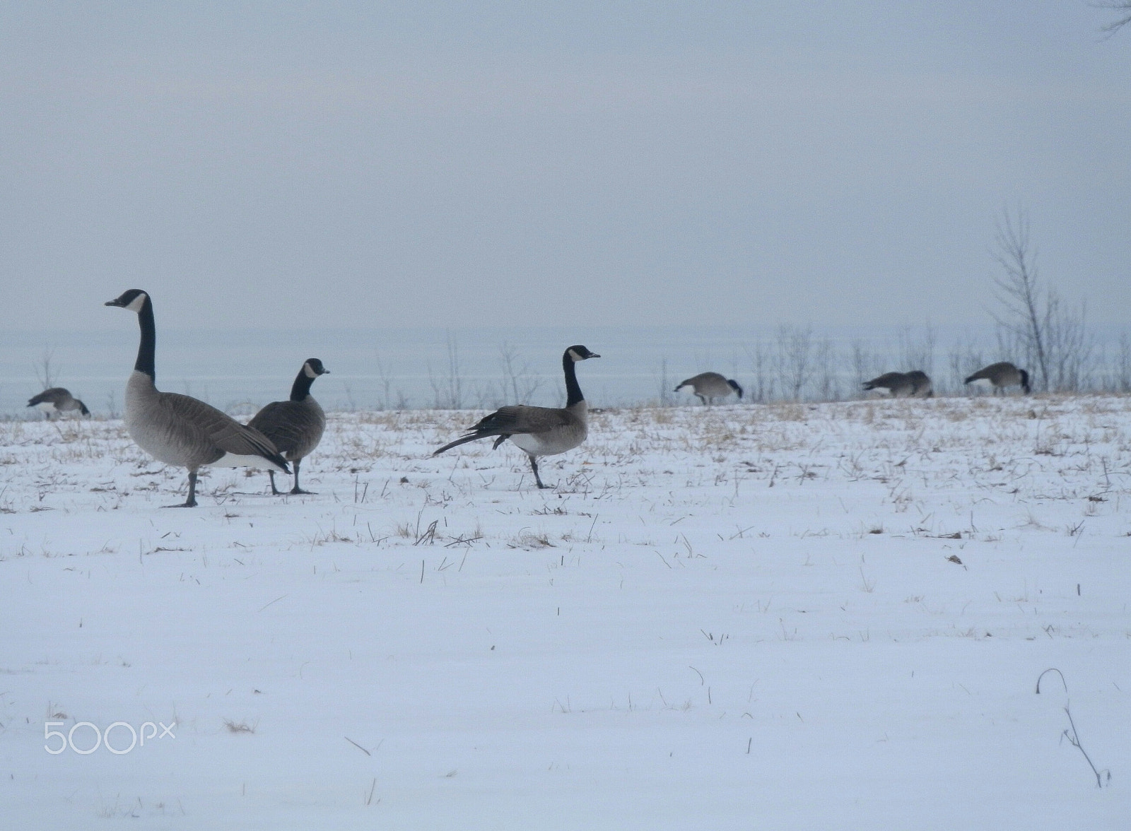 Olympus SP-610UZ sample photo. Geese in winter photography