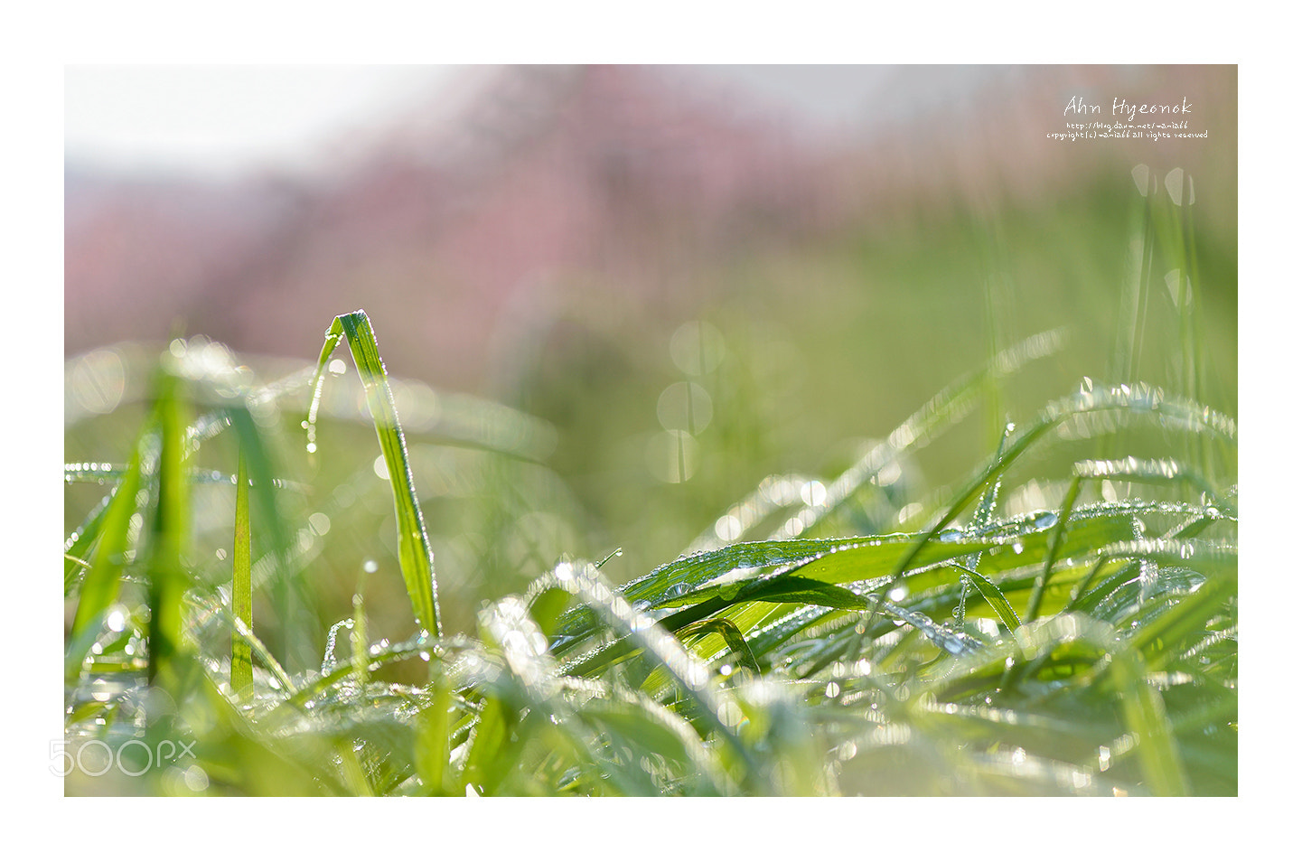 Nikon AF-S Micro-Nikkor 105mm F2.8G IF-ED VR sample photo. Morning dew photography