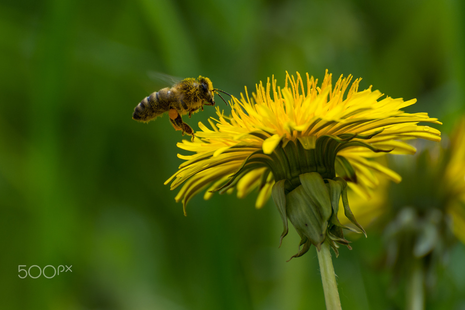 Nikon D7100 sample photo. Bee, ready for landing on dandelion photography