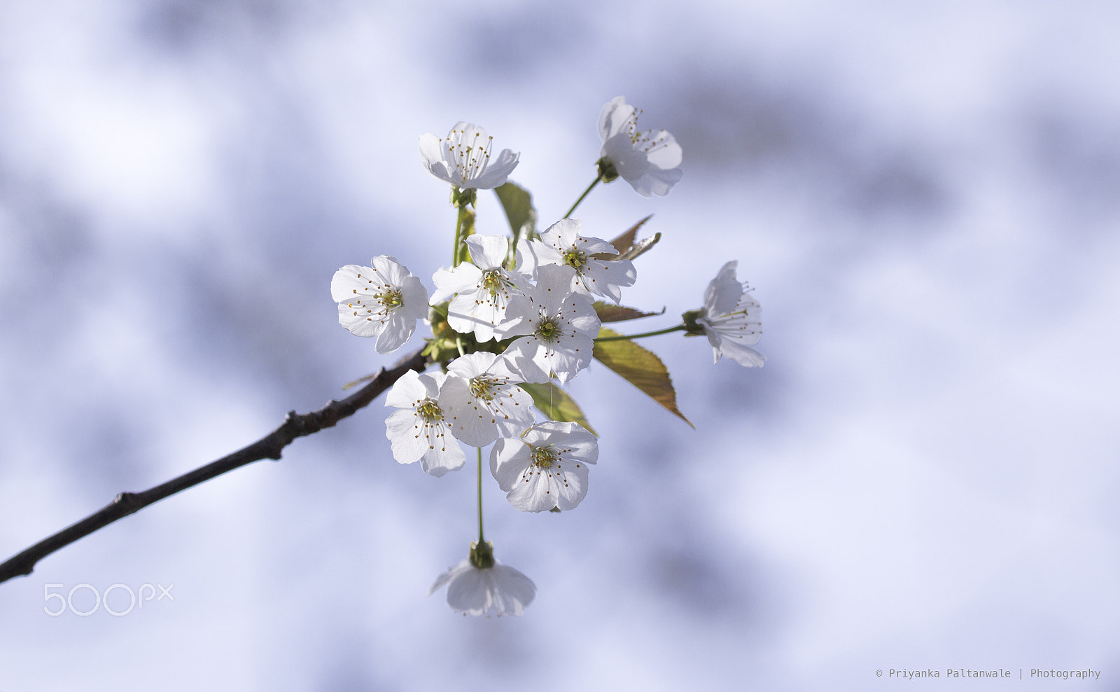 Canon EOS 650D (EOS Rebel T4i / EOS Kiss X6i) sample photo. Blossoms 2017 ! photography