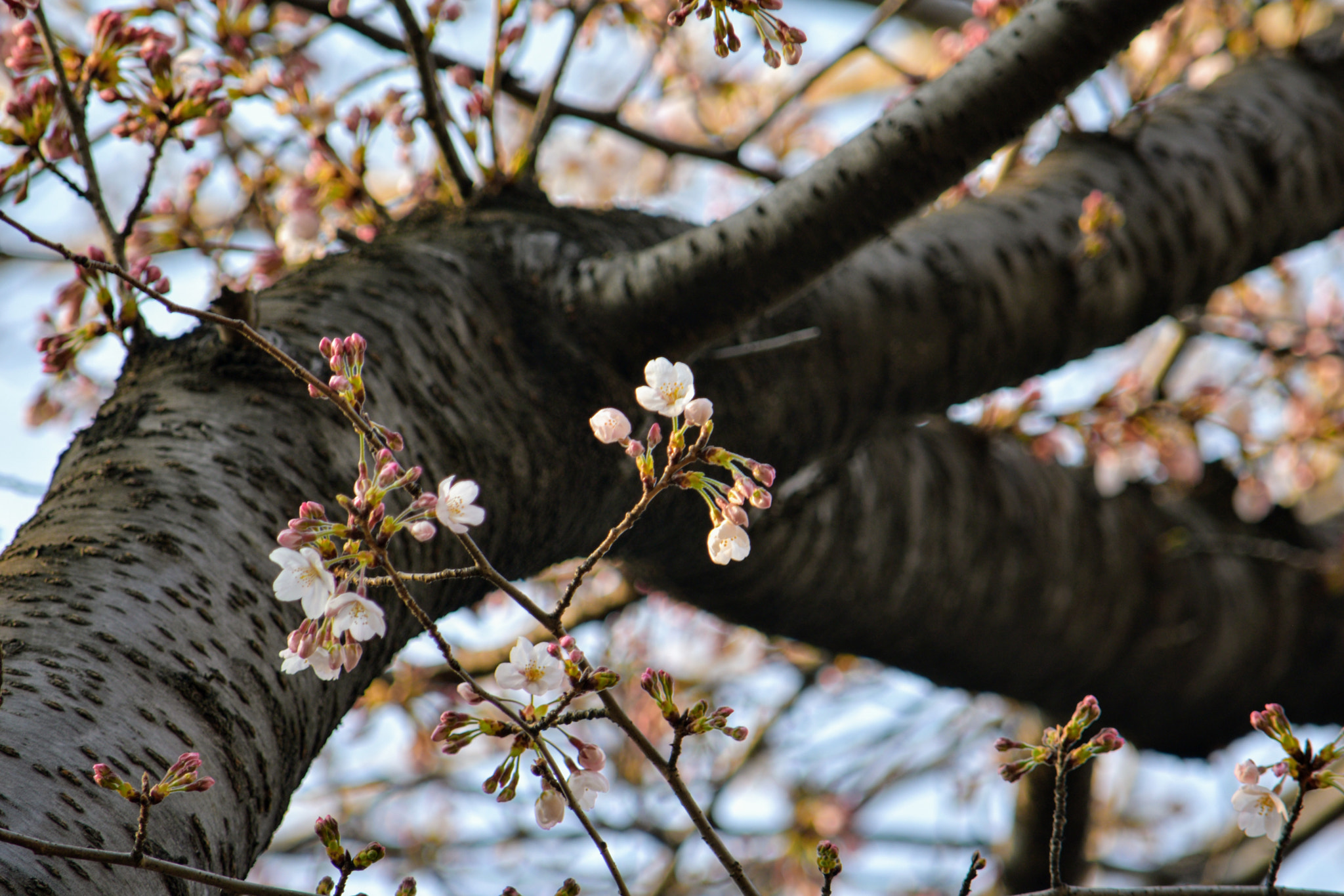 Nikon D5500 sample photo