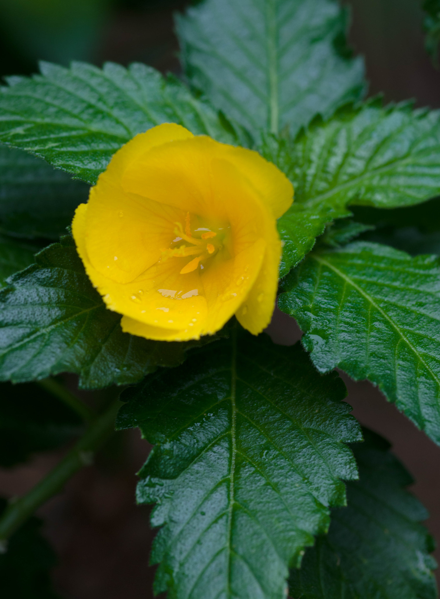 Pentax smc D-FA 100mm F2.8 Macro WR sample photo