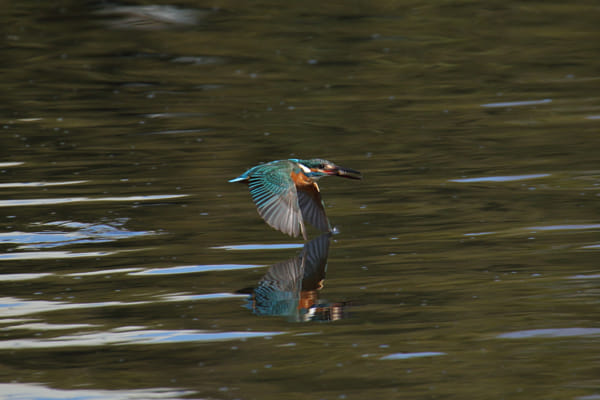 Canon EOS 7D Mark II + Sigma 50-500mm F4.5-6.3 DG OS HSM sample
