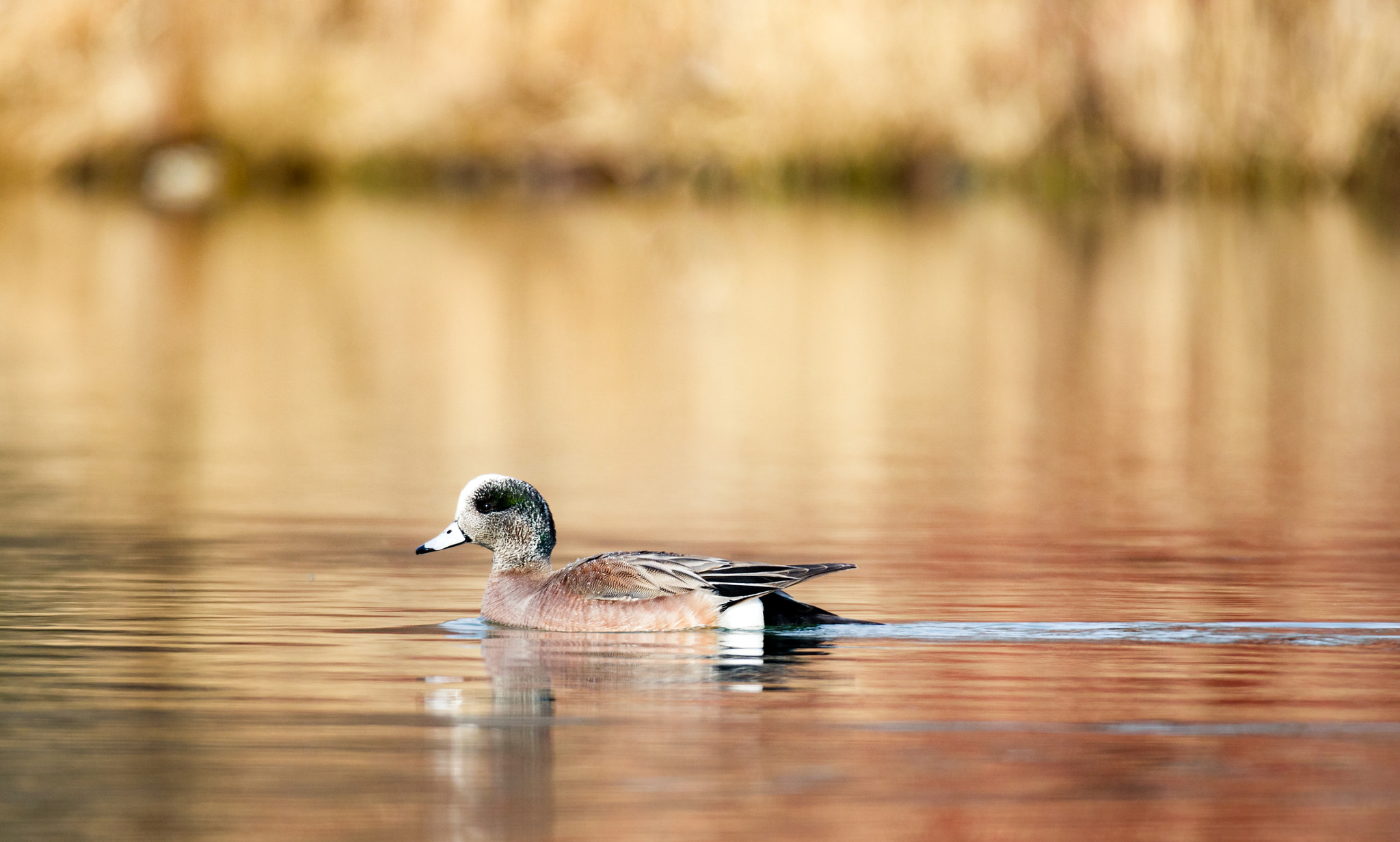 Canon EOS 7D Mark II sample photo. Wigeon basking in the late sun photography