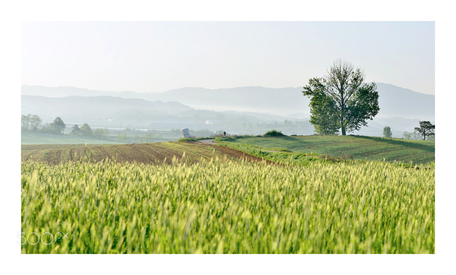 Nikon D800 + Nikon AF-Nikkor 80-200mm F2.8D ED sample photo. Morning in the farmland photography