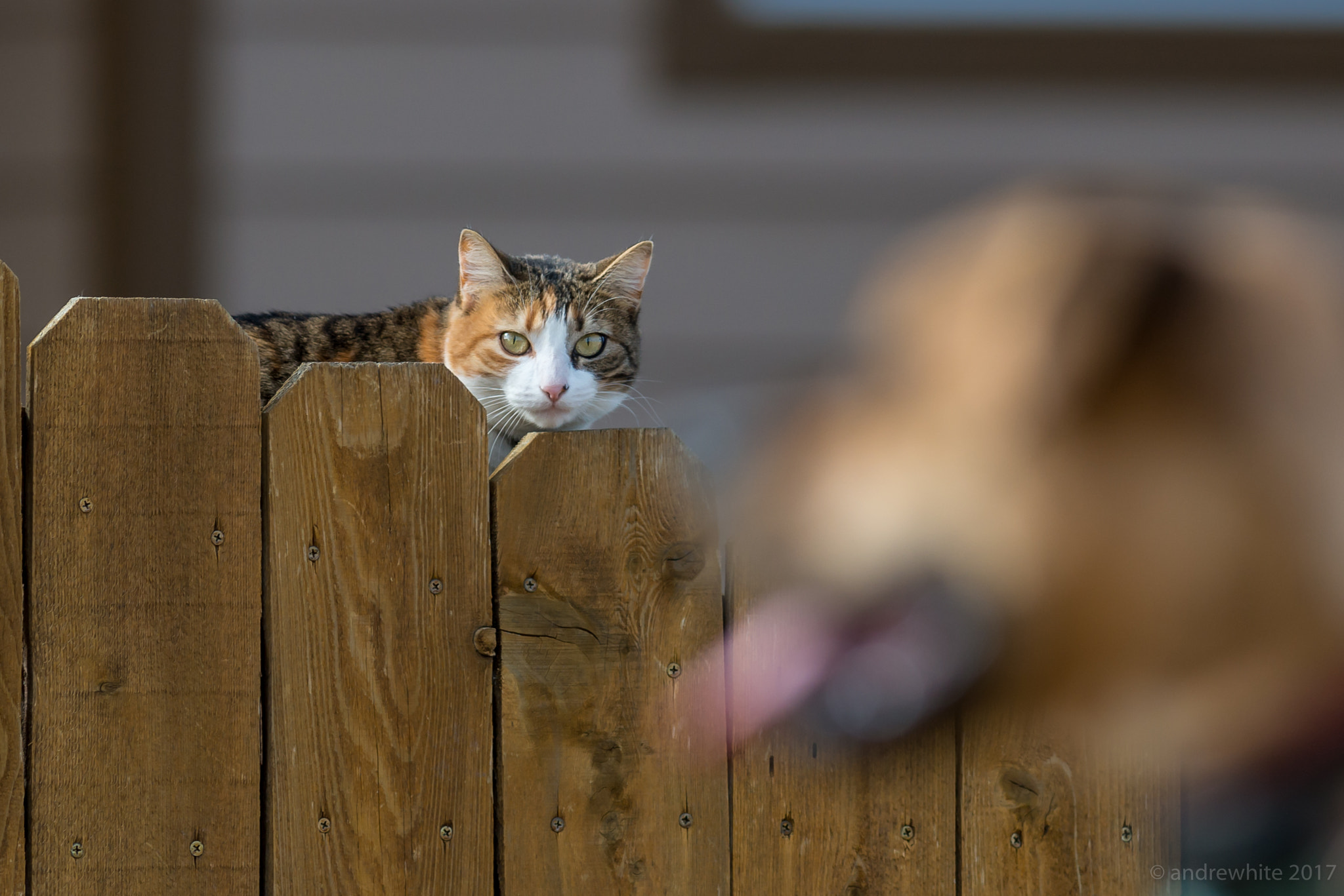 Nikon D800 sample photo. Cat watches dog photography