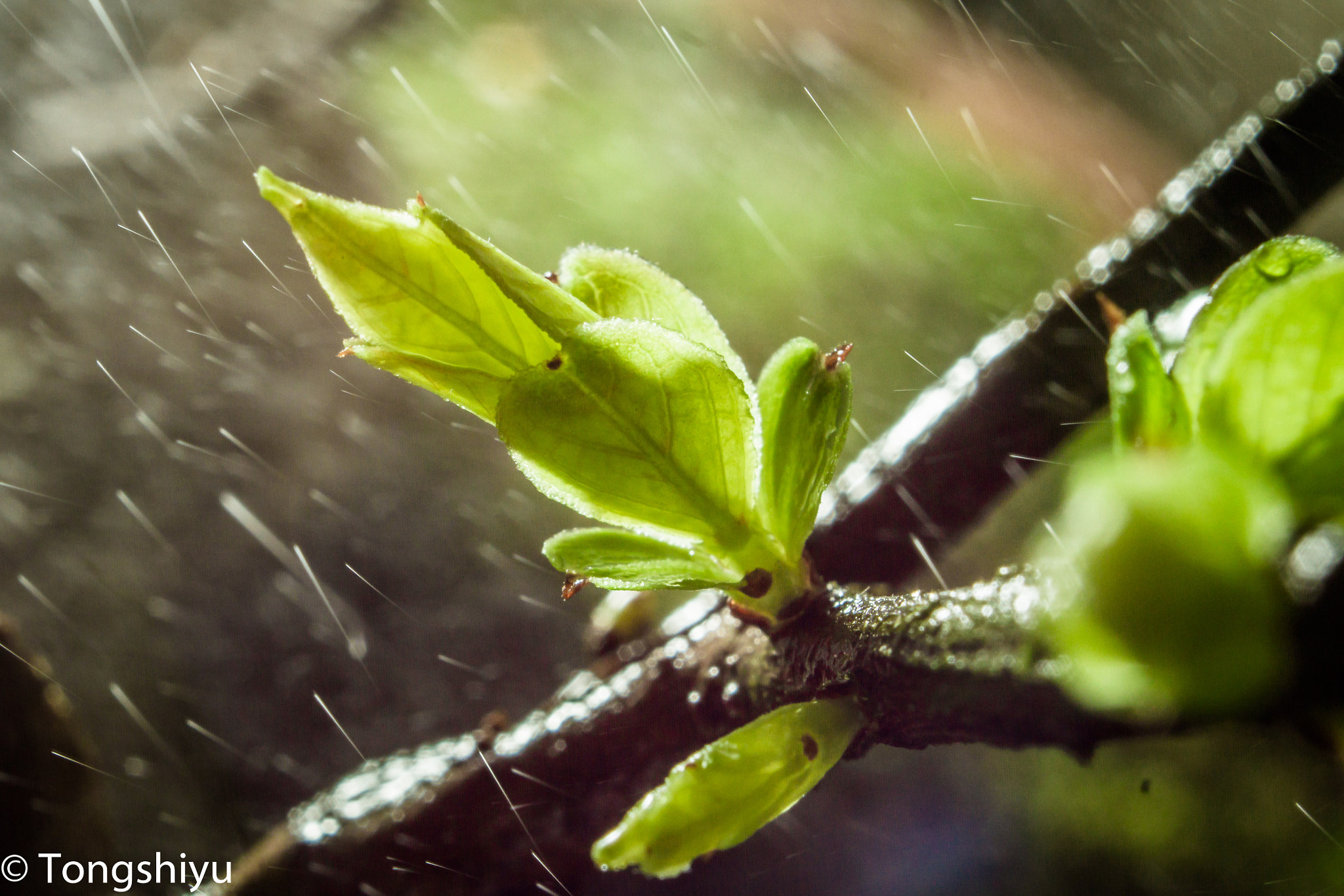 Canon EF 35-80mm f/4-5.6 sample photo. 紫薇 photography