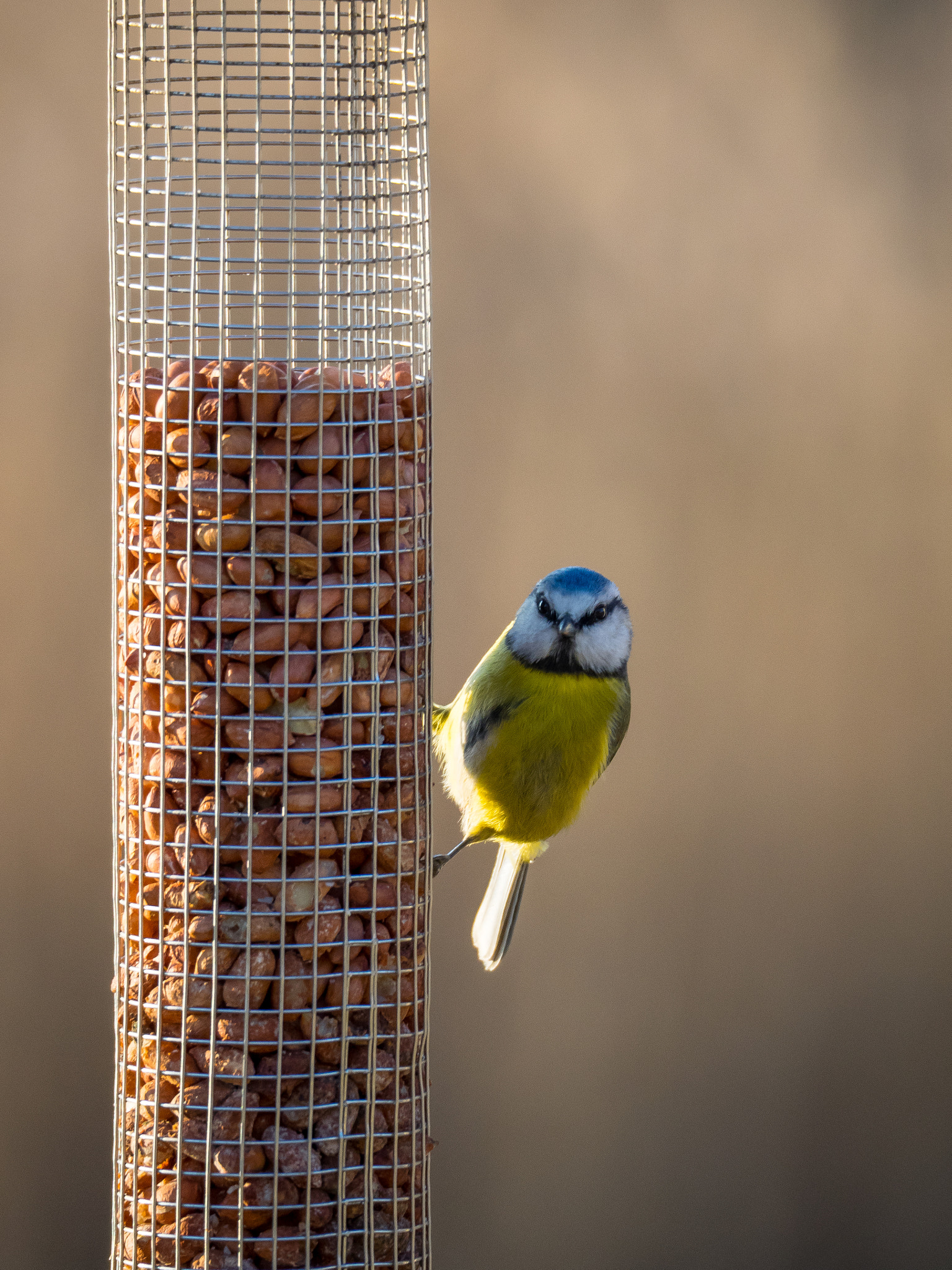 Olympus OM-D E-M1 sample photo. Blue tit photography