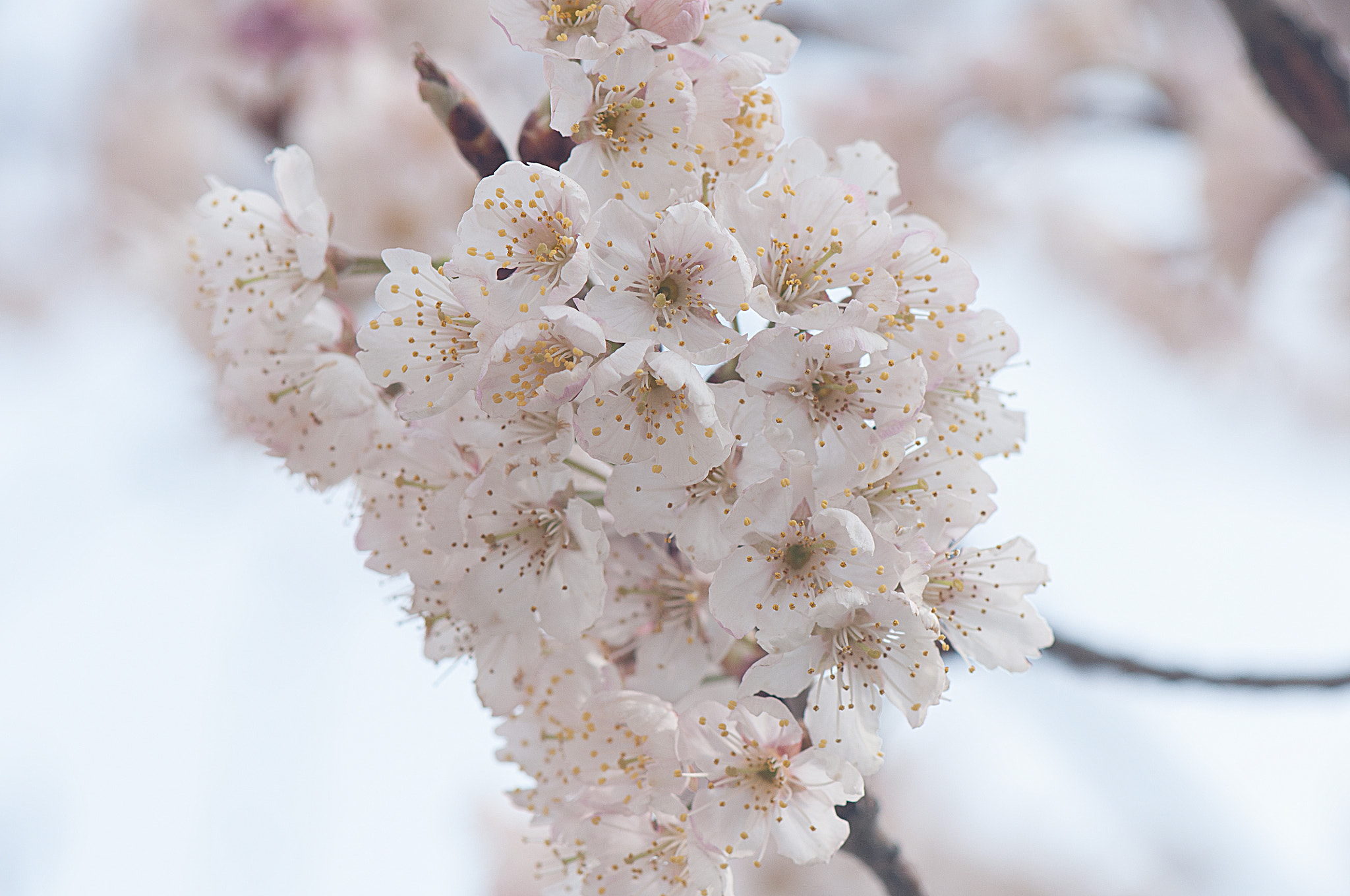Nikon AF-S Micro-Nikkor 105mm F2.8G IF-ED VR sample photo. 花 photography