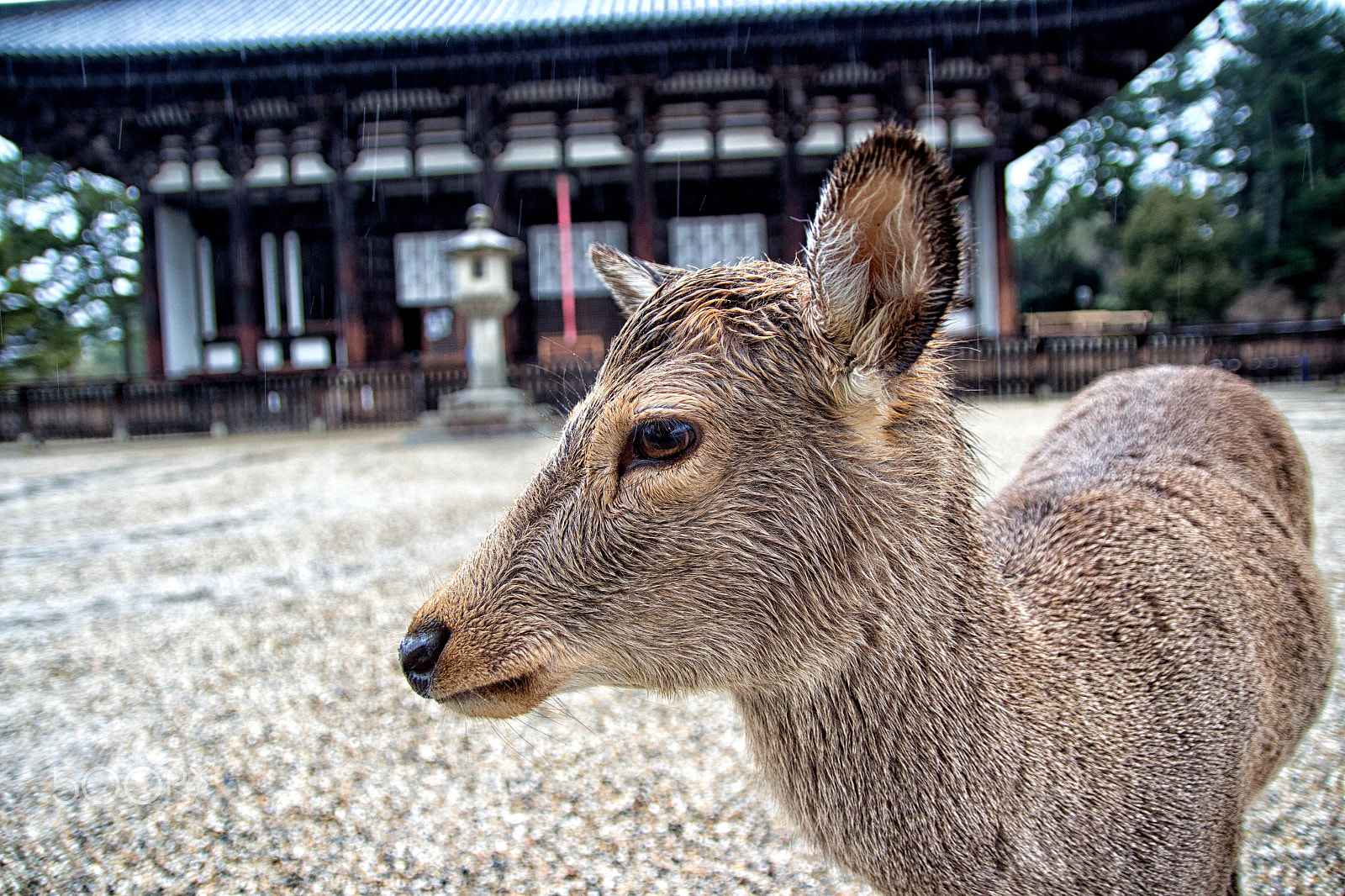 Canon EF-S 17-55mm F2.8 IS USM sample photo. The nara deer. photography