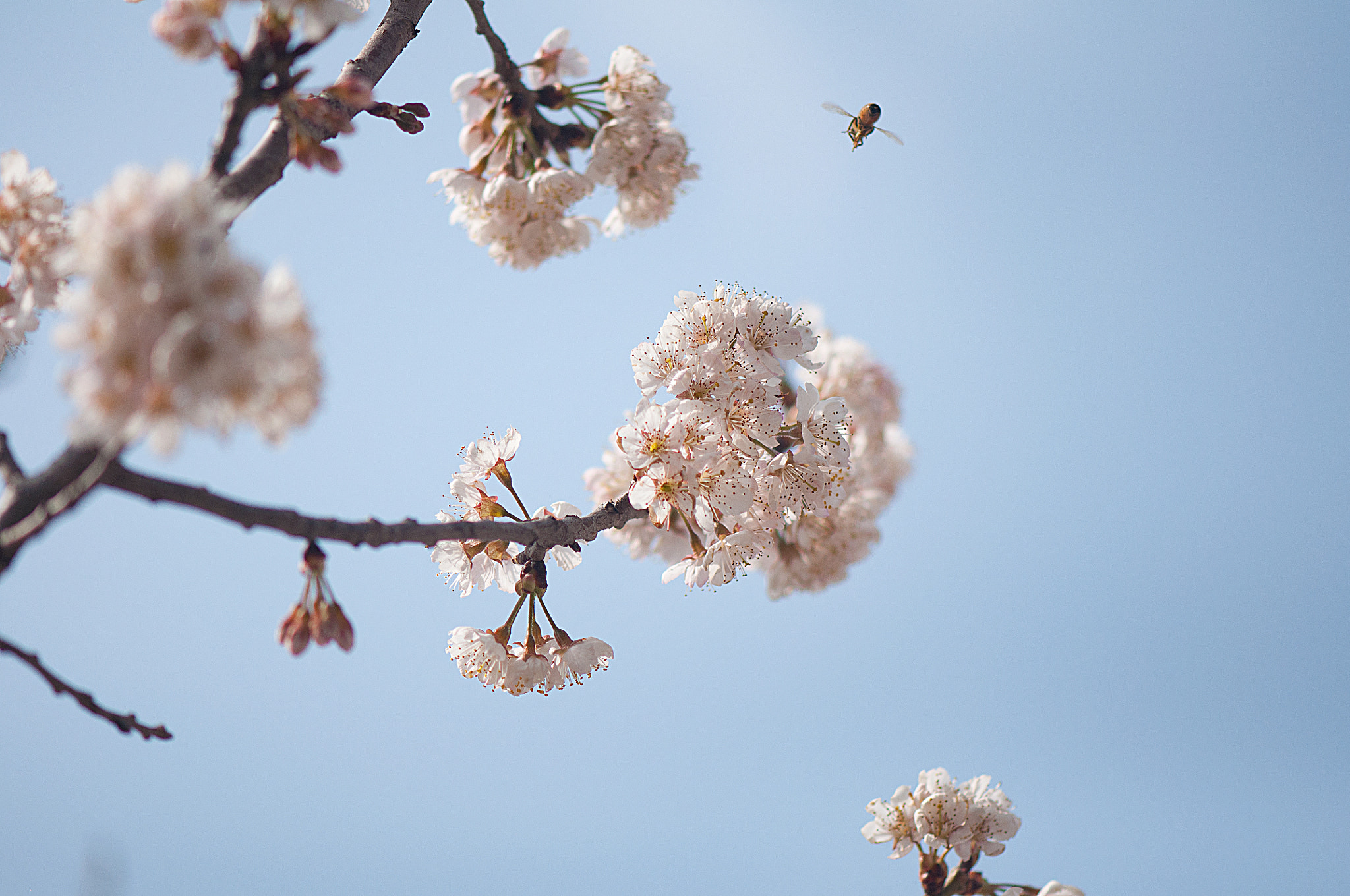 Nikon AF-S Micro-Nikkor 105mm F2.8G IF-ED VR sample photo. 花 photography