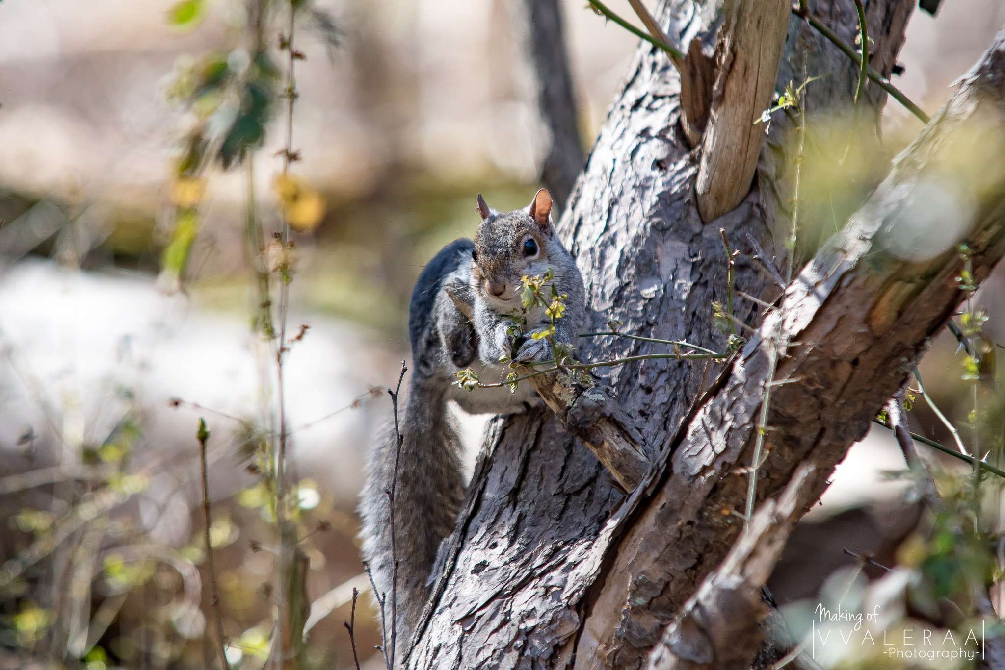 Nikon D750 sample photo. Squirrel photography