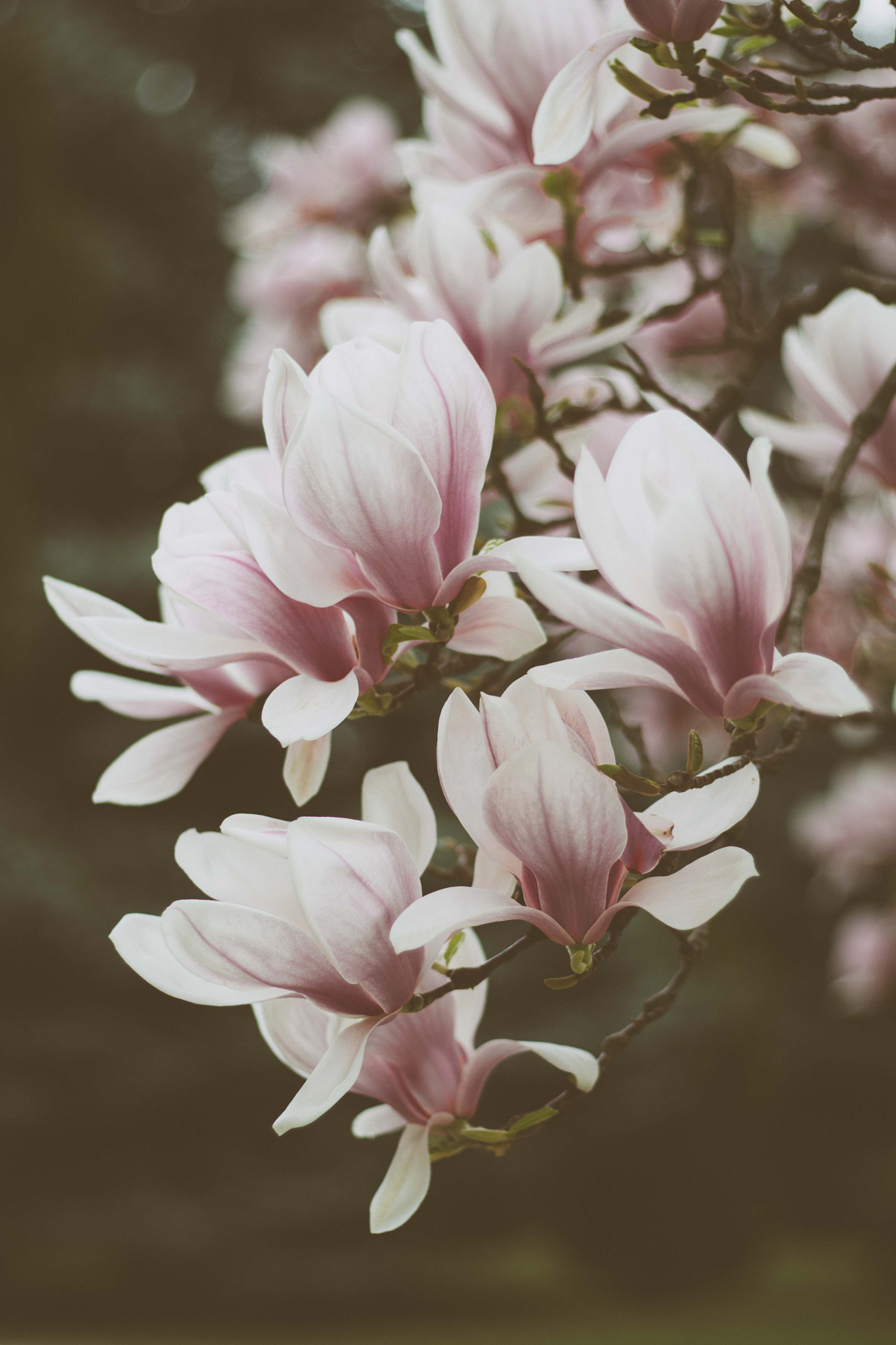 Canon EOS 100D (EOS Rebel SL1 / EOS Kiss X7) + Canon EF 50mm F1.8 STM sample photo. Magnolia photography