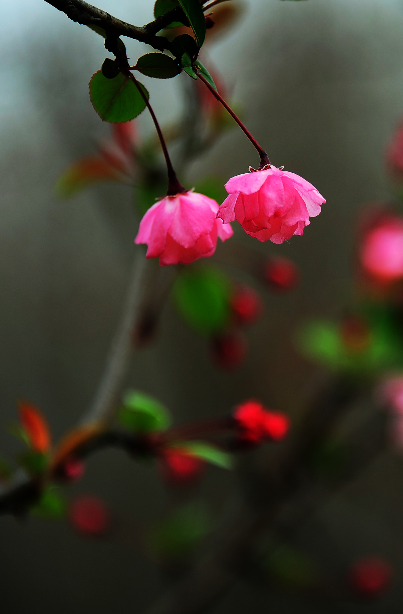 Nikon D700 sample photo. 垂丝海棠 photography
