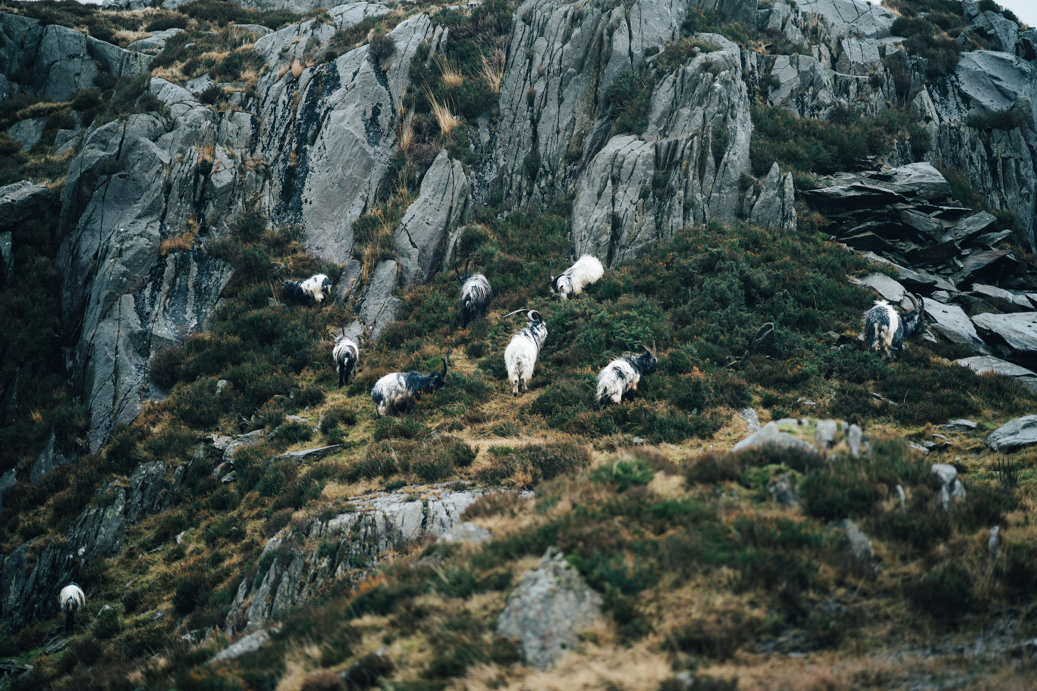 Sony FE 85mm F1.4 GM sample photo. Goats eating on a slope photography
