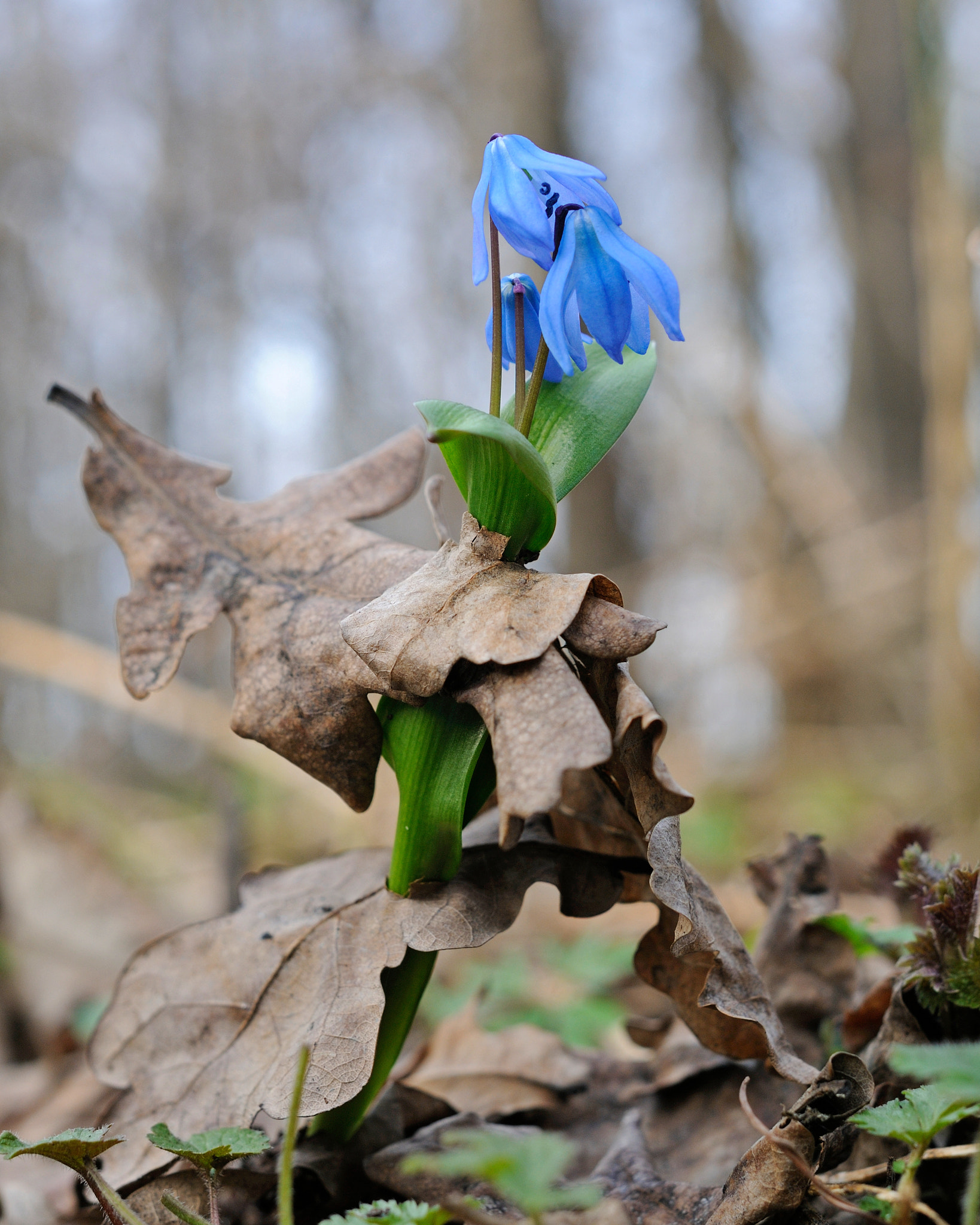 Nikon D300S + Nikon AF-S Nikkor 50mm F1.4G sample photo. Squill photography