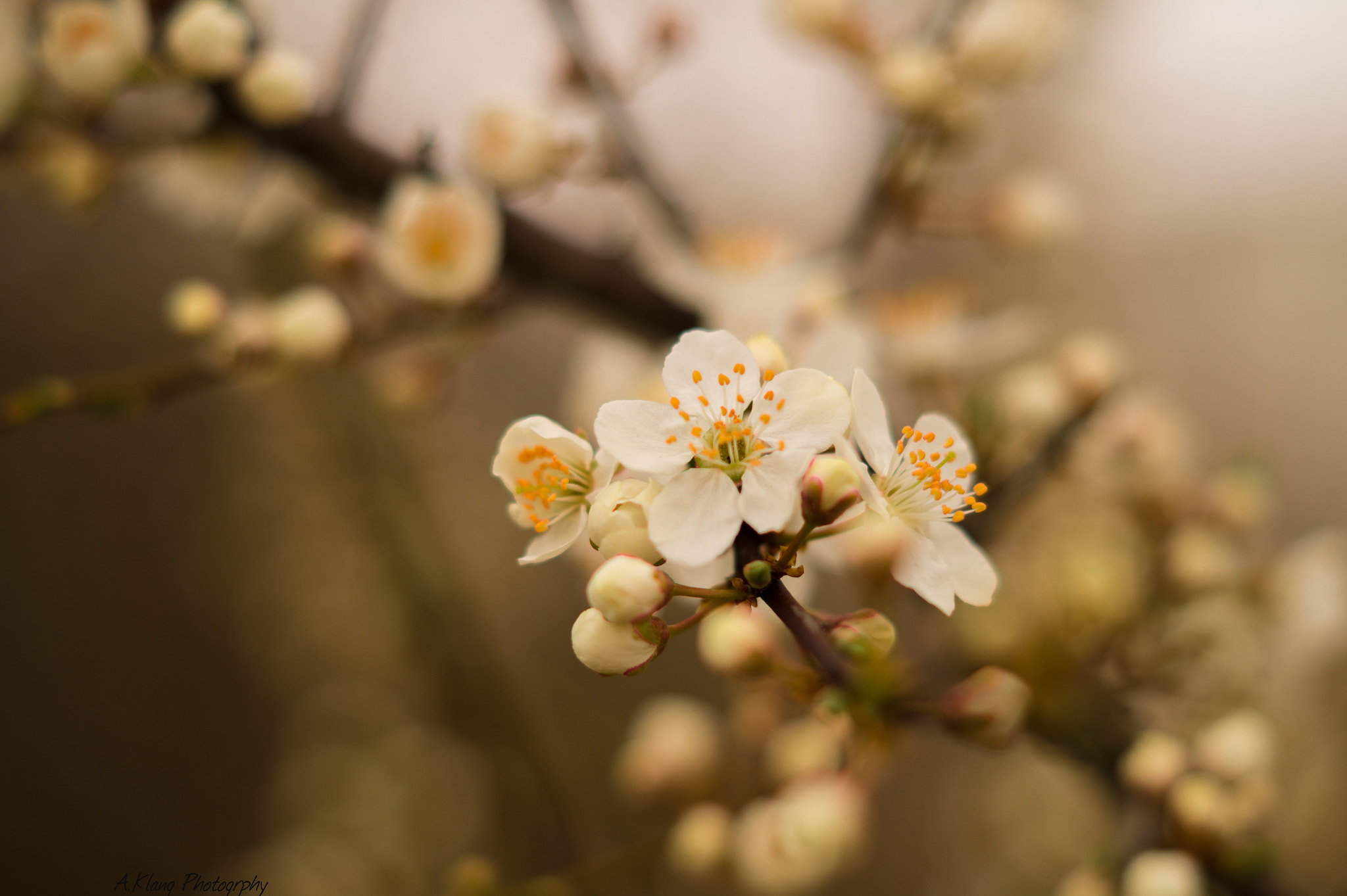 Sony SLT-A58 + Sony DT 50mm F1.8 SAM sample photo. Cherry blossom photography