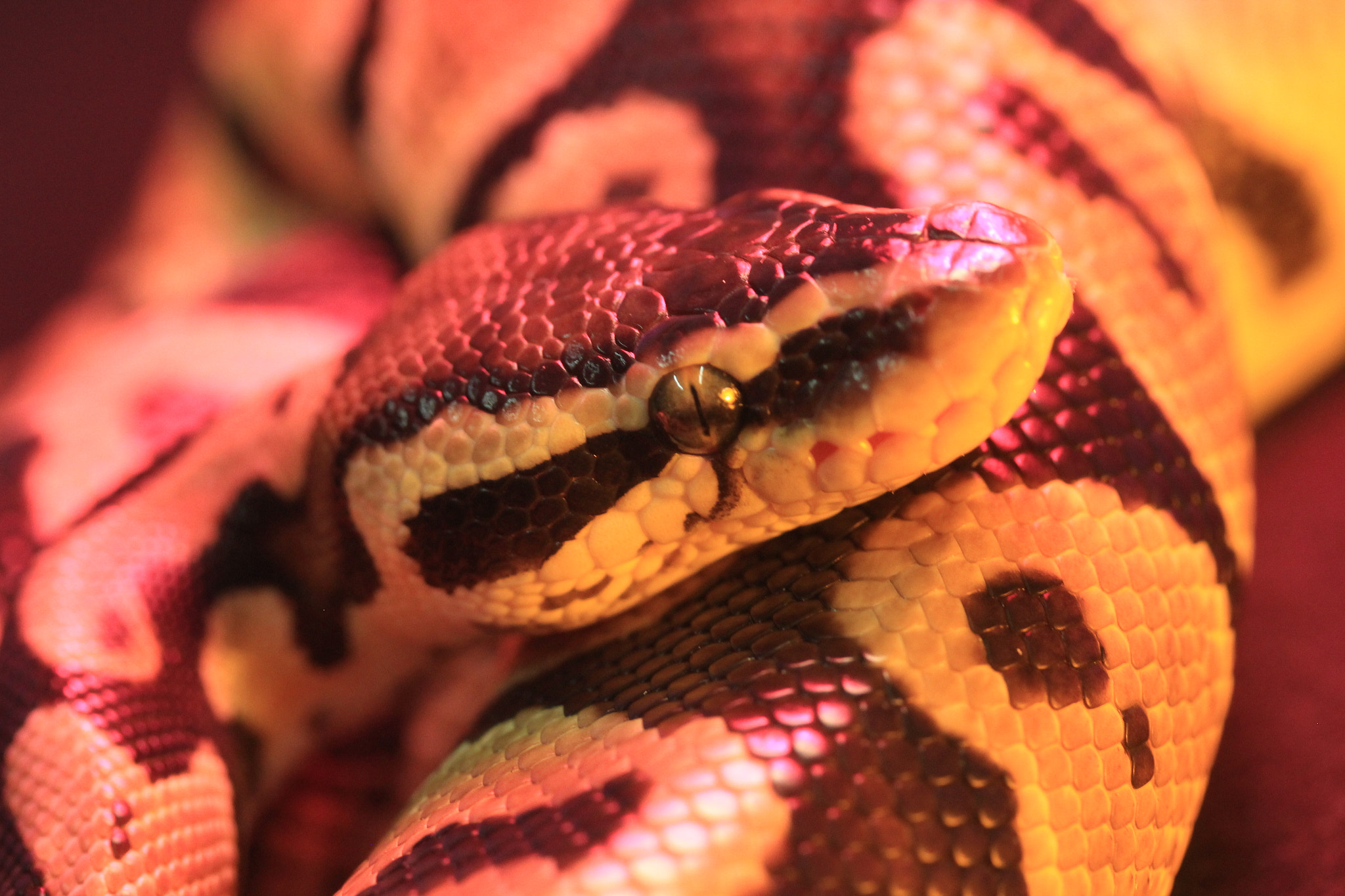 Canon EF-S 60mm F2.8 Macro USM sample photo. Img photography