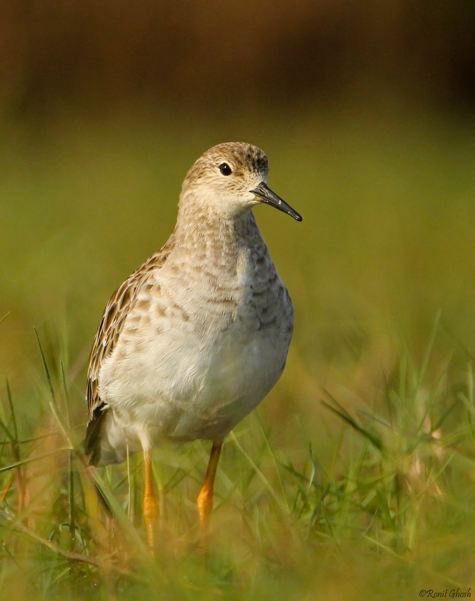 Tamron SP 150-600mm F5-6.3 Di VC USD sample photo. Ruff. photography