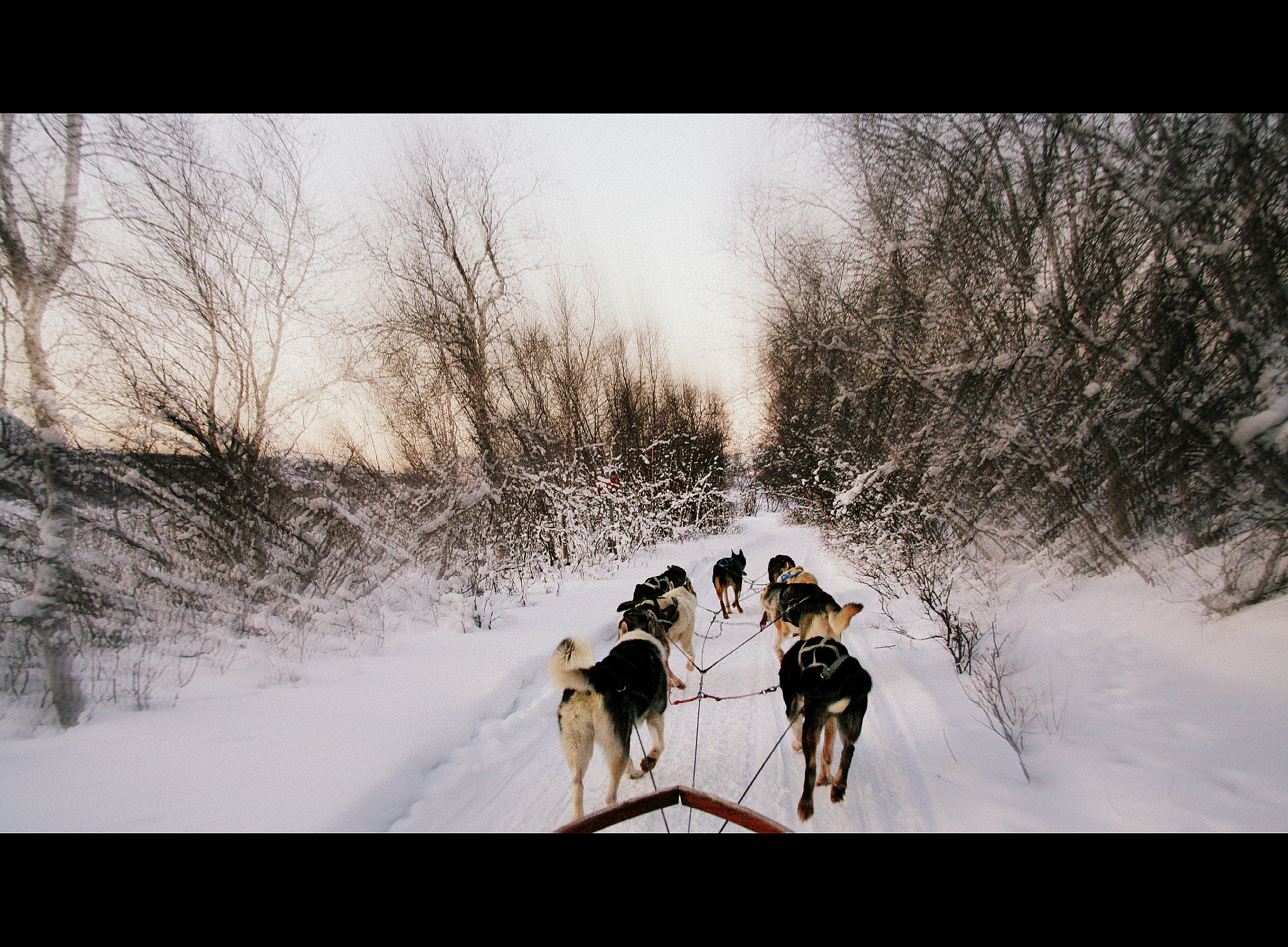 Canon EOS 5D sample photo. Running in swedish tundra photography