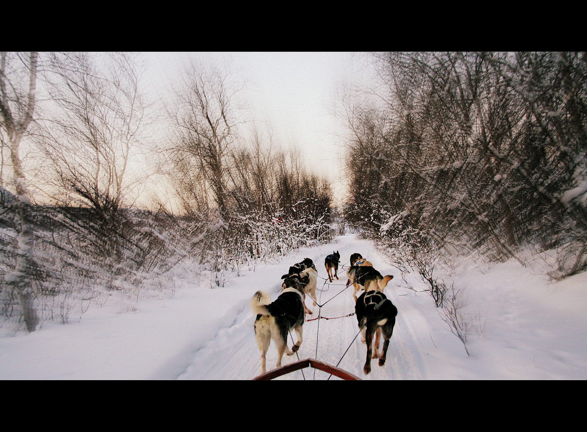 Canon EF 28-135mm F3.5-5.6 IS USM sample photo. Running in swedish tundra photography
