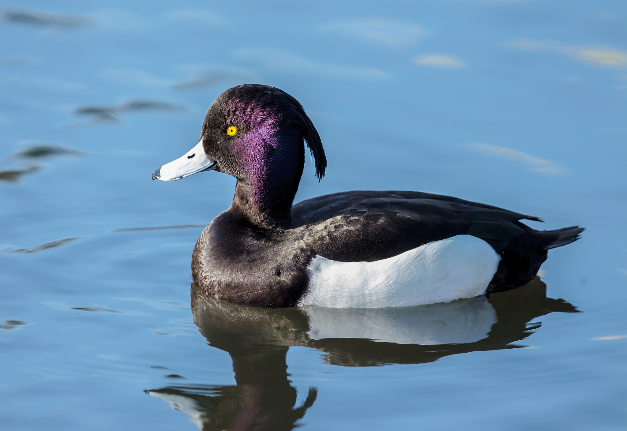 Canon EF 500mm F4L IS II USM sample photo. Tufted duck male photography
