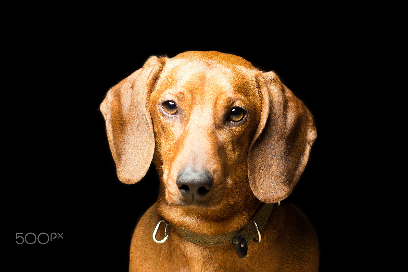 Canon EOS 600D (Rebel EOS T3i / EOS Kiss X5) + Canon EF 85mm F1.8 USM sample photo. Red dachshund in a collar, isolated on black photography