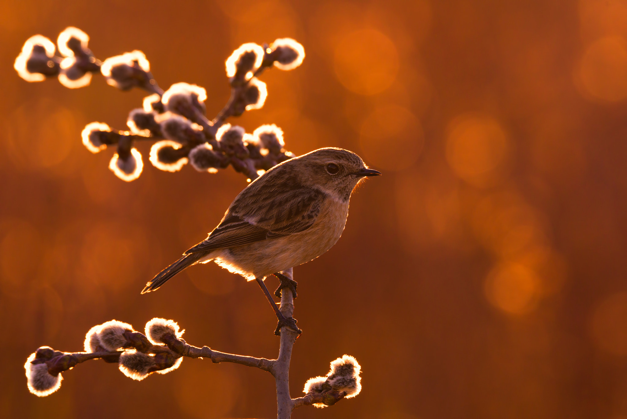 Sigma 150-600mm F5-6.3 DG OS HSM | S sample photo. European stonechat backlight photography