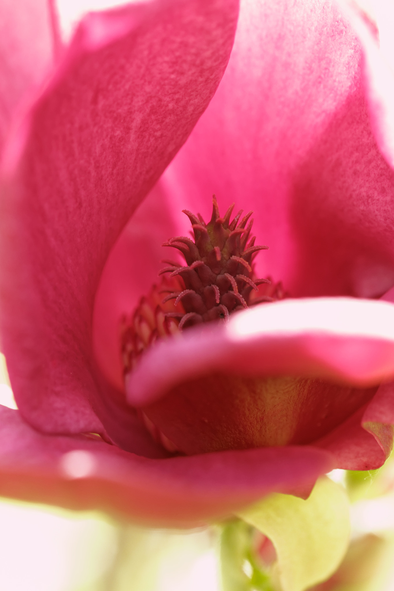 Sigma 105mm F2.8 EX DG OS HSM sample photo. Fleur de magnolia photography