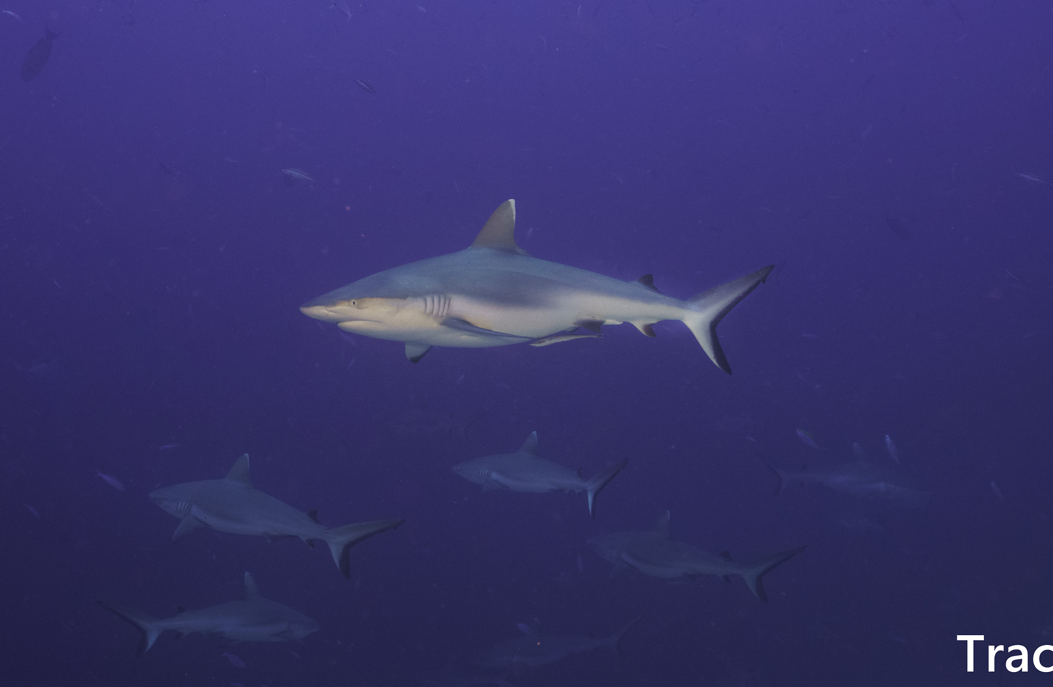 Sony a7R II sample photo. Sharks 鲨鱼 photography