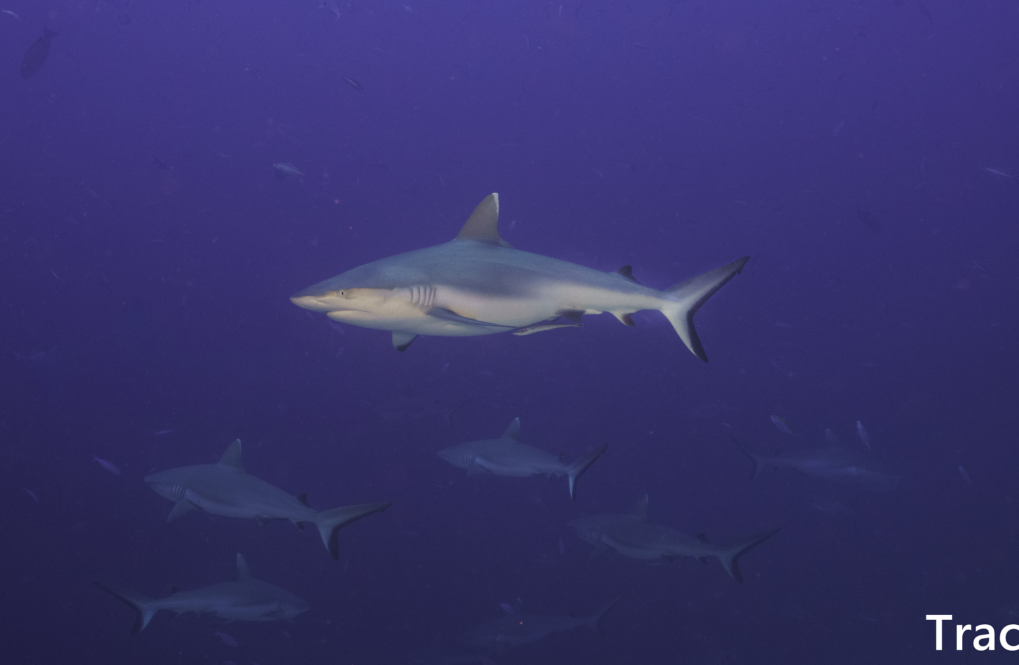 Sony a7R II + Sony Vario-Tessar T* FE 16-35mm F4 ZA OSS sample photo. Sharks 鲨鱼 photography