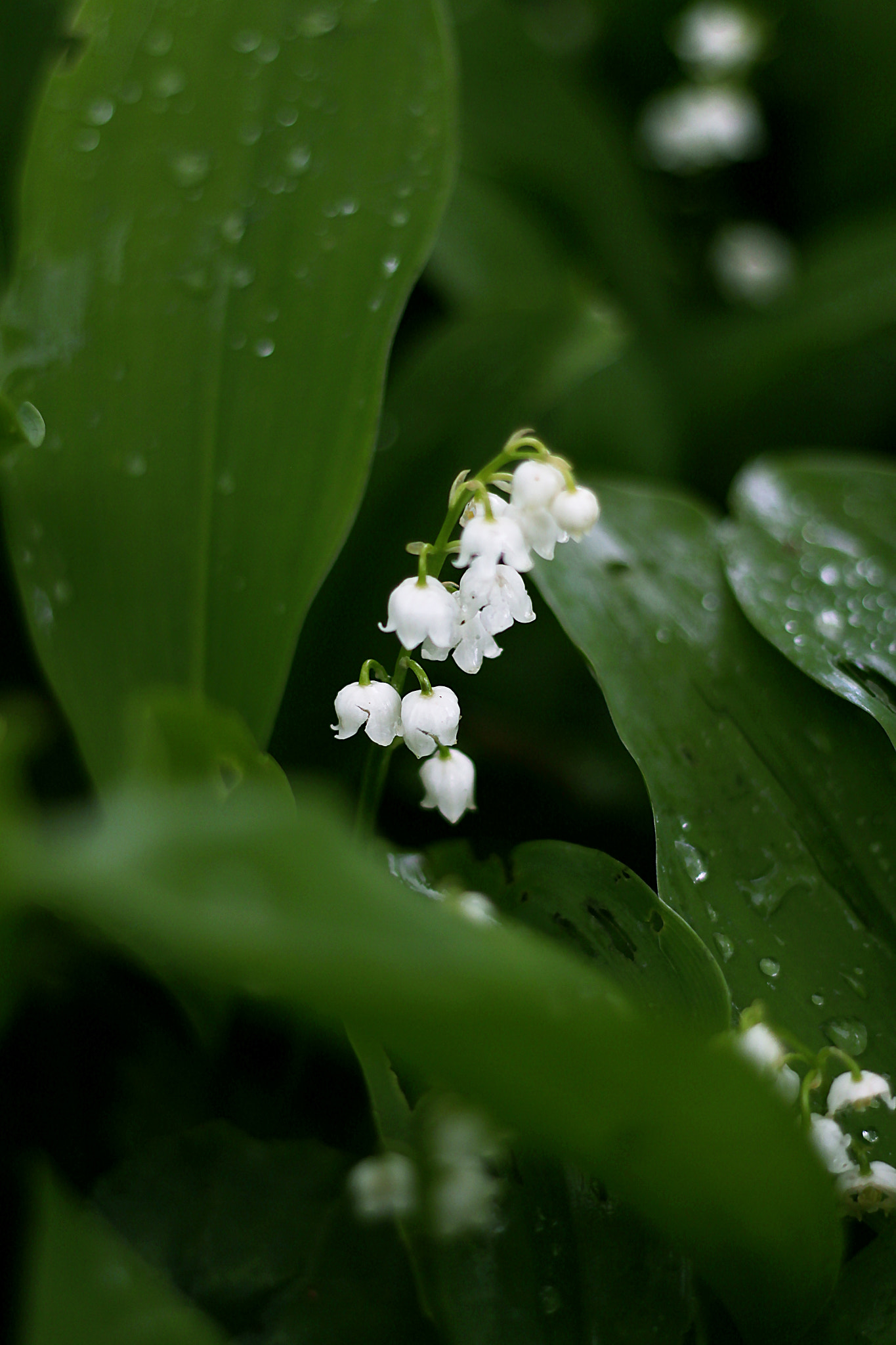 Canon EOS 700D (EOS Rebel T5i / EOS Kiss X7i) sample photo. Lily of the valley photography