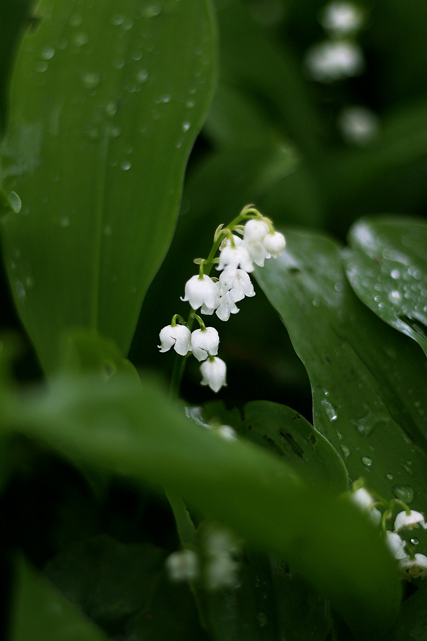 Canon EOS 700D (EOS Rebel T5i / EOS Kiss X7i) + Canon EF 50mm F1.8 II sample photo. Lily of the valley photography