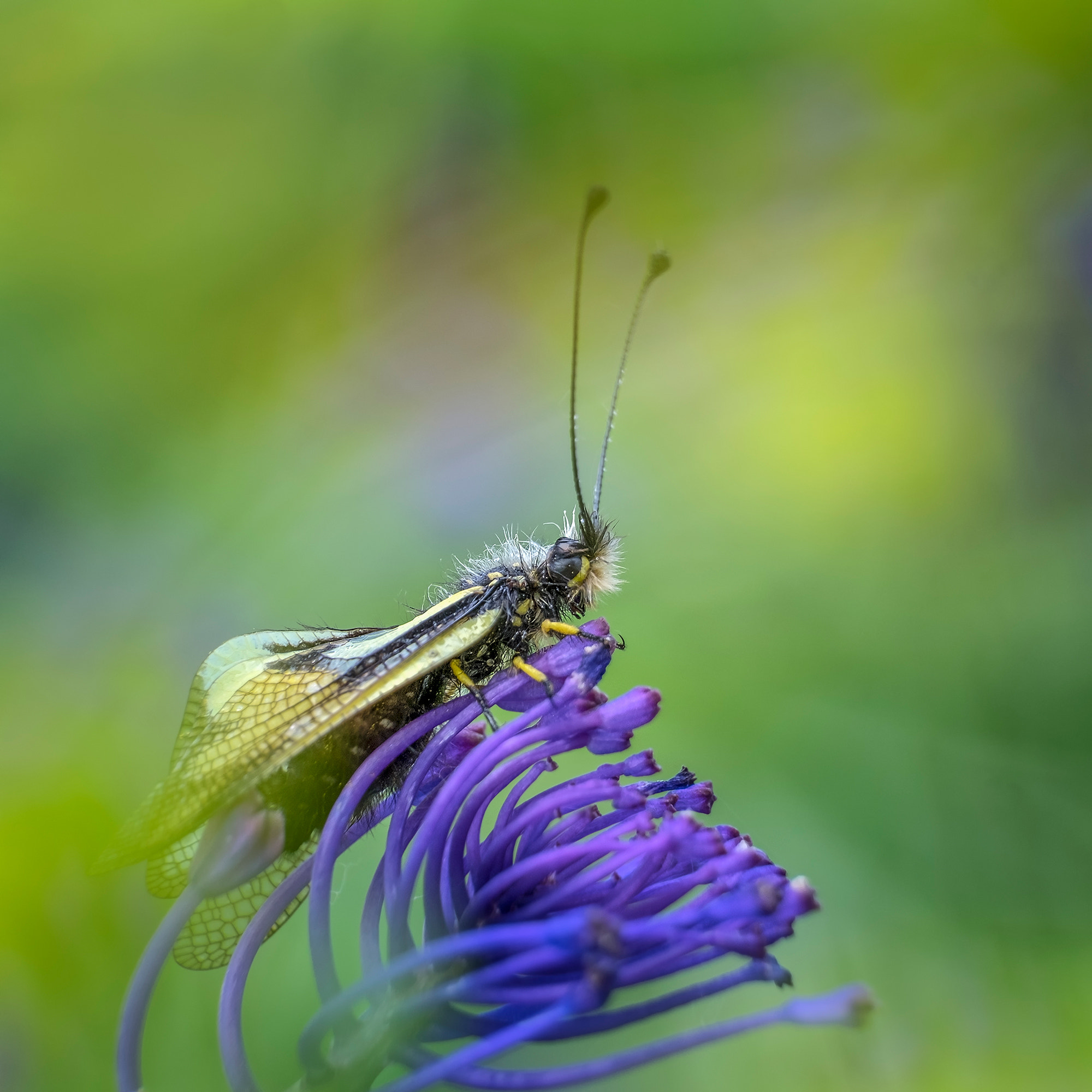 Fujifilm XF 55-200mm F3.5-4.8 R LM OIS sample photo. Ascalaphus libelluloides photography