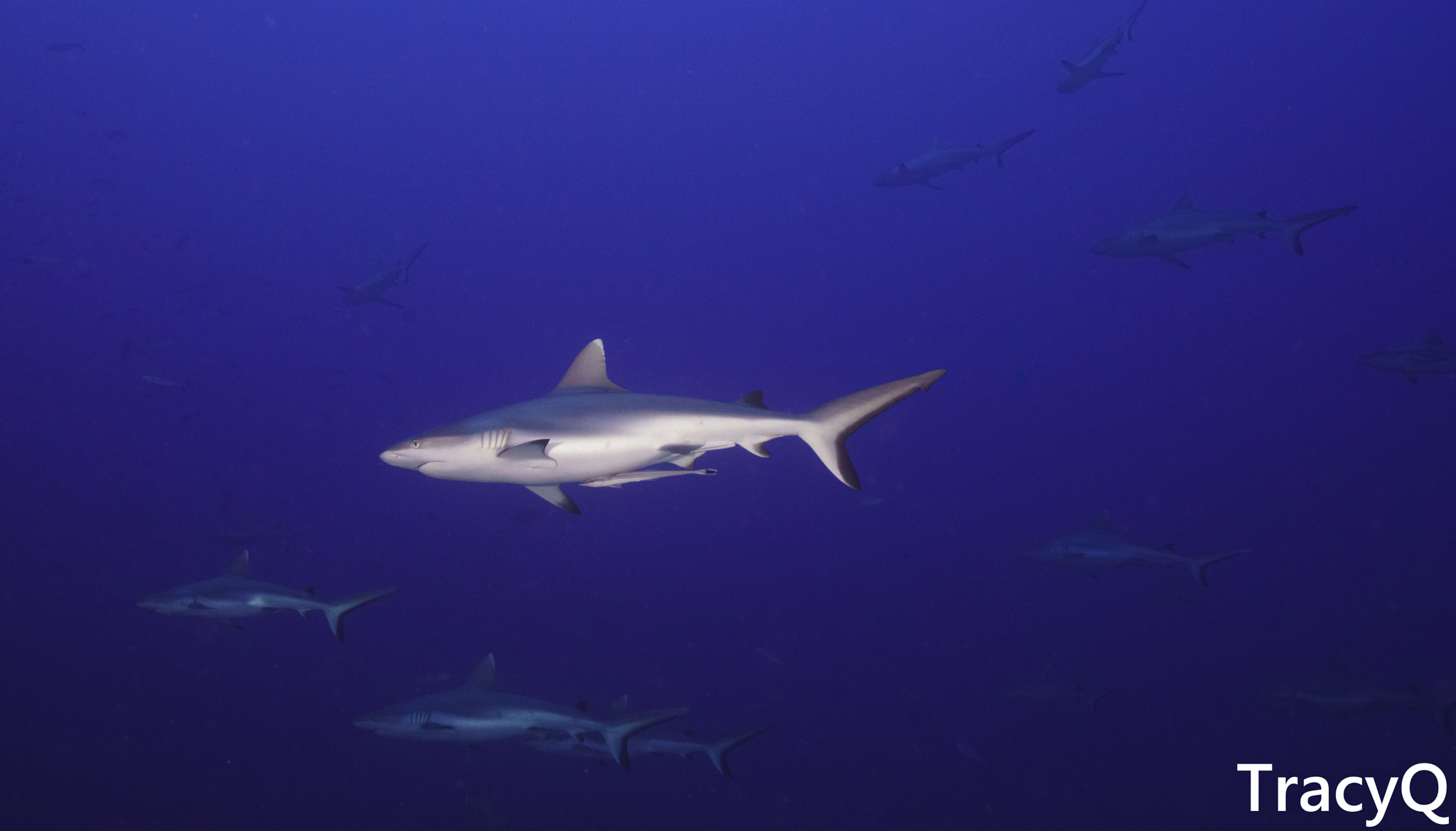 Sony a7R II + Sony Vario-Tessar T* FE 16-35mm F4 ZA OSS sample photo. Sharks photography