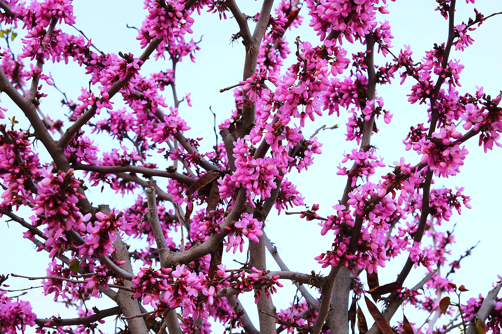Fujifilm X-E1 + Fujifilm XF 18-55mm F2.8-4 R LM OIS sample photo. Blossom photography