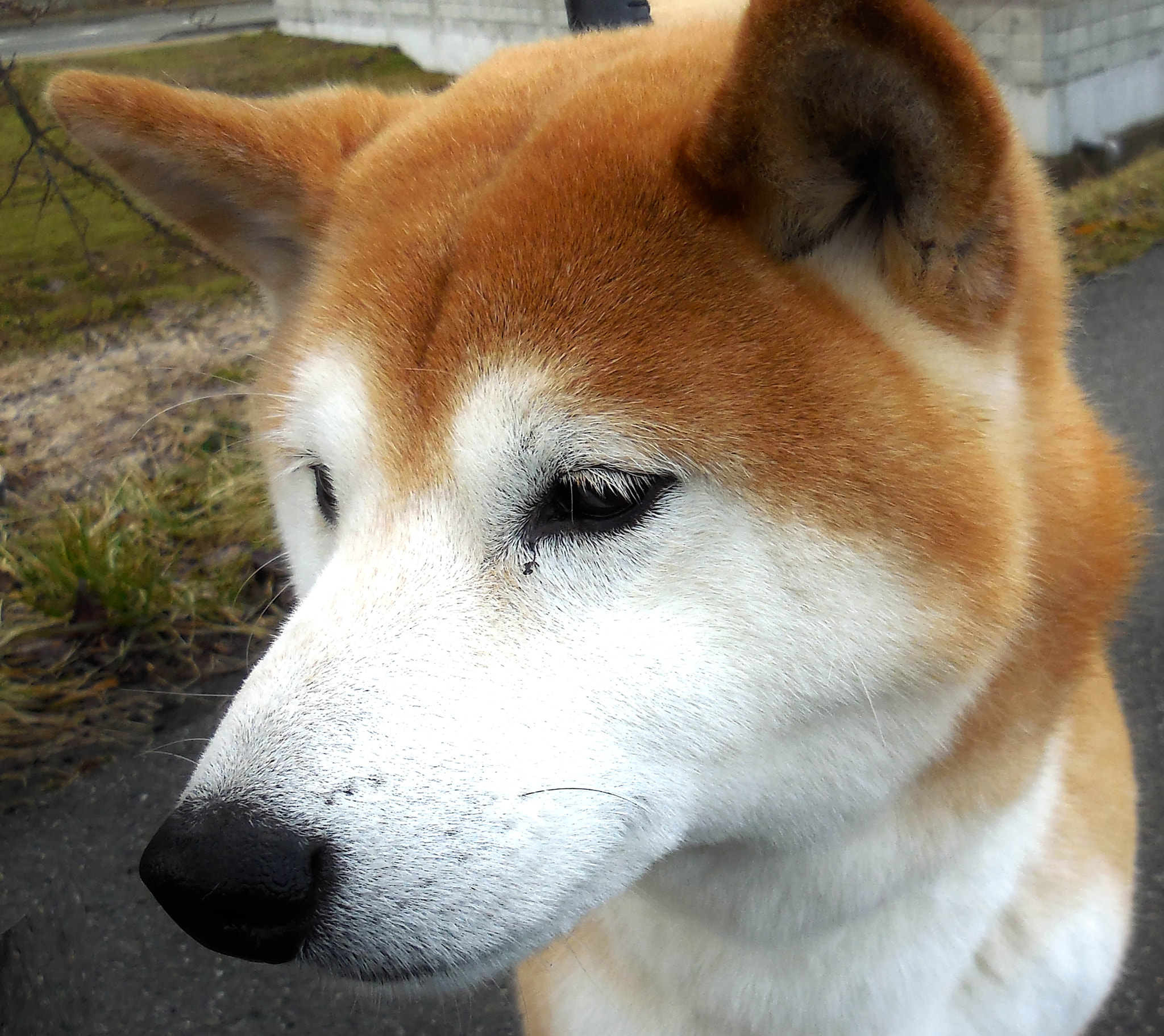 Nikon Coolpix S6400 sample photo. Akita dog photography