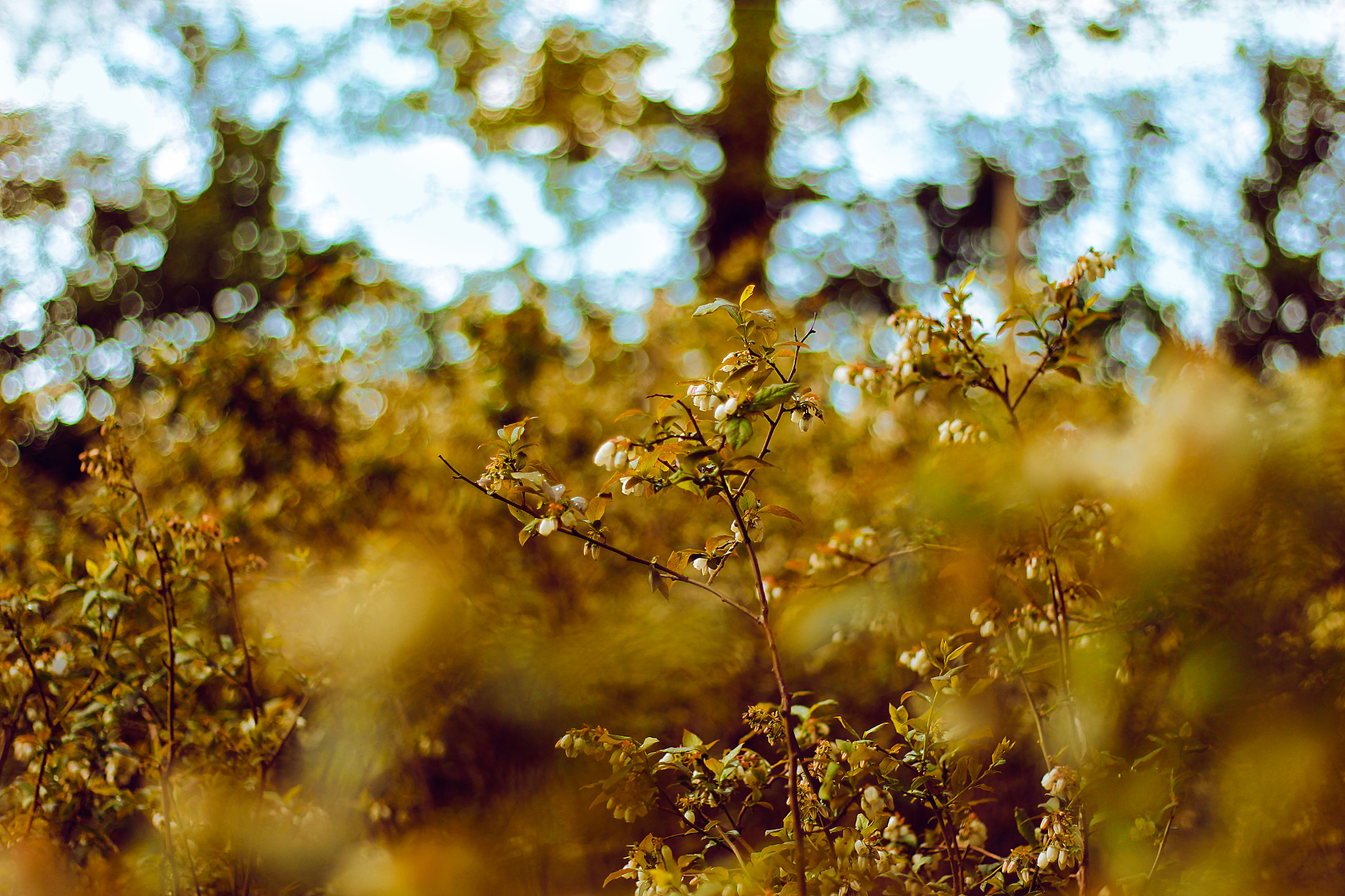 Canon EOS 700D (EOS Rebel T5i / EOS Kiss X7i) + Canon EF 50mm F1.8 II sample photo. Blueberry blossoms photography