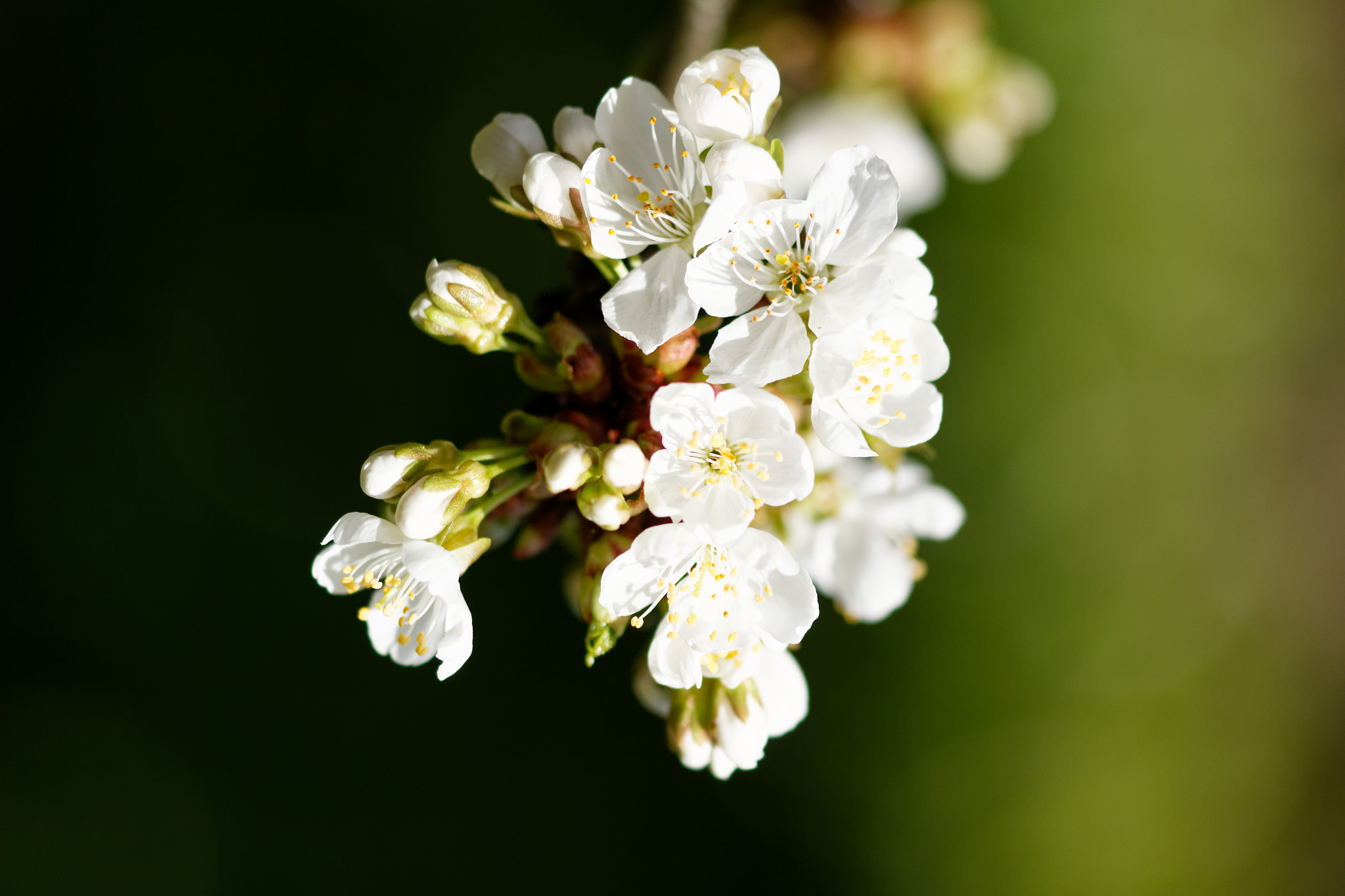 Canon EOS 700D (EOS Rebel T5i / EOS Kiss X7i) sample photo. Fleur de cerisier photography
