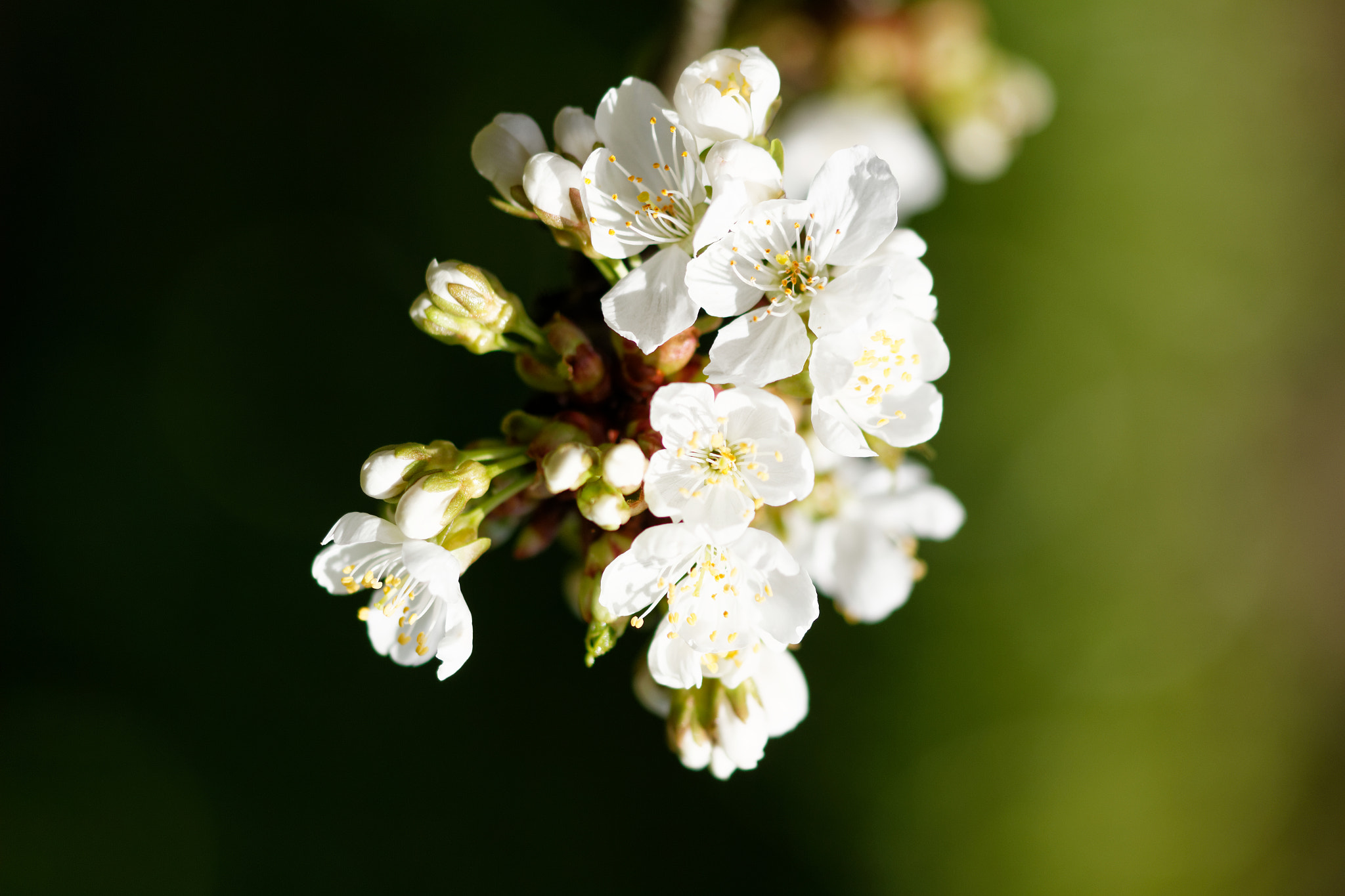 Sigma 105mm F2.8 EX DG OS HSM sample photo. Fleur de cerisier photography