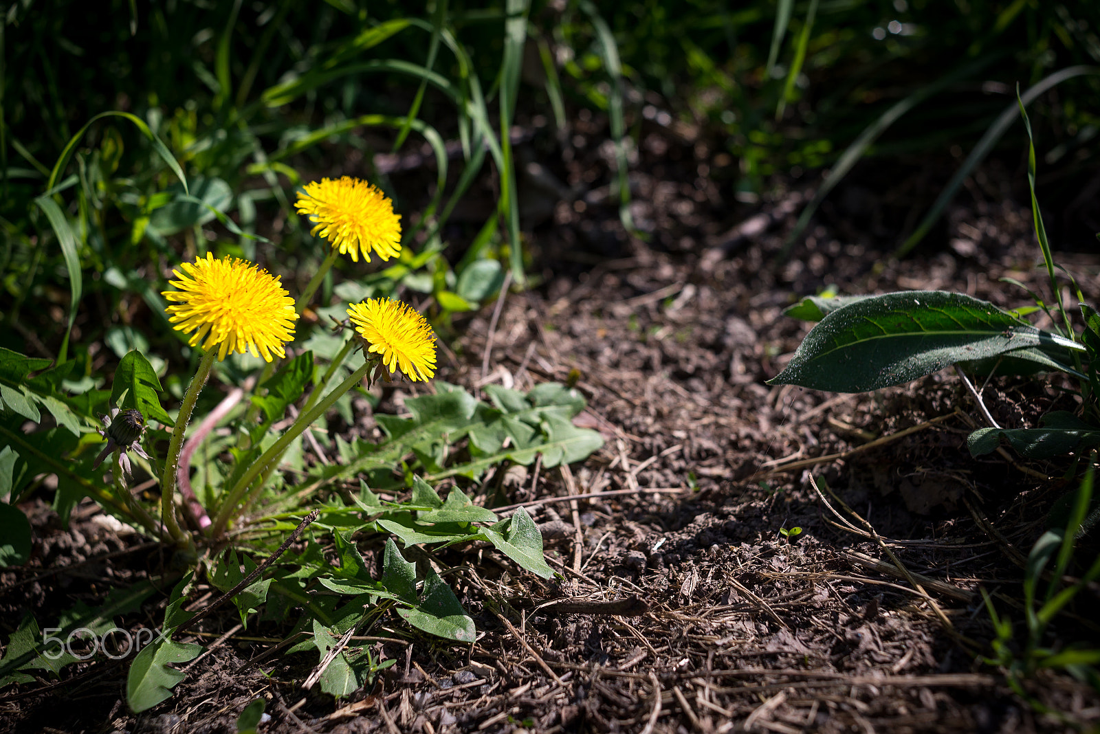 Nikon D600 + Nikon AF Nikkor 35mm F2D sample photo. Little suns photography