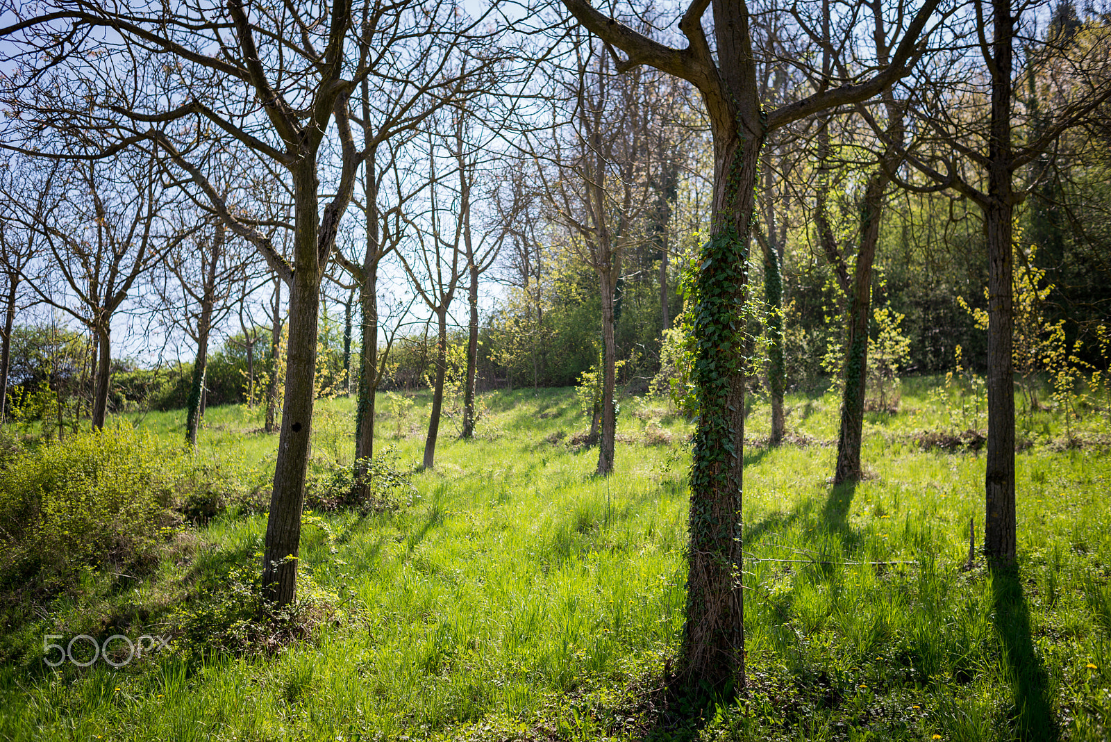 Nikon D600 + Nikon AF Nikkor 35mm F2D sample photo. Nature awakes photography