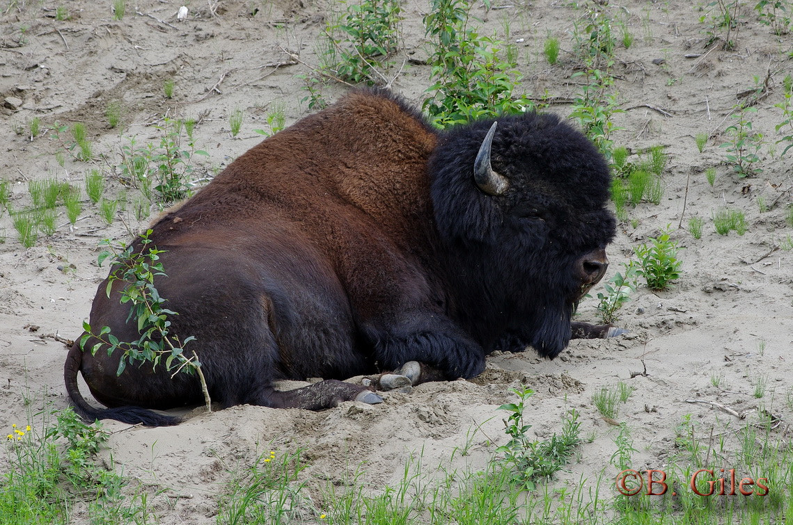 Pentax smc DA* 60-250mm F4.0 ED (IF) SDM sample photo. Wood bison photography