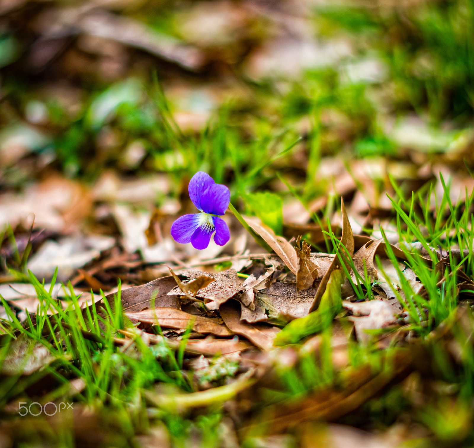 50mm F1.8 sample photo. Flower photography